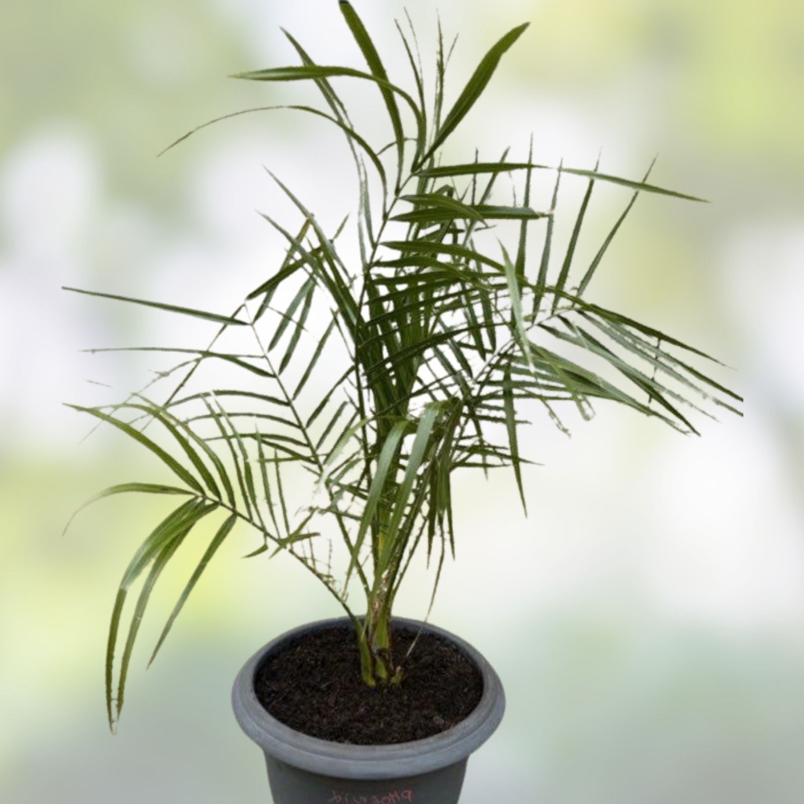 Senegal Hybrid Date Palm Tree 5 Years Old 16-22 Inches Phoenix reclinata Indoor Outdoor Plant