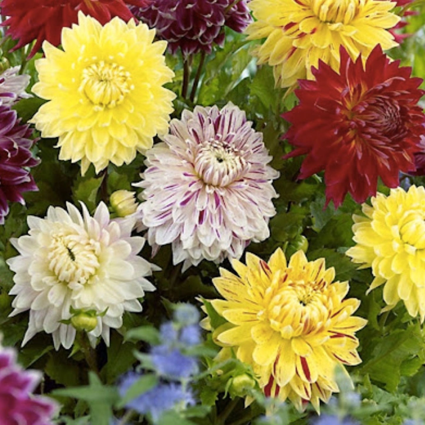 Mixed Dinnerplate Dahlia Bulbs - Assorted Colors - 3 Large Tubers - Dahlia spp.
