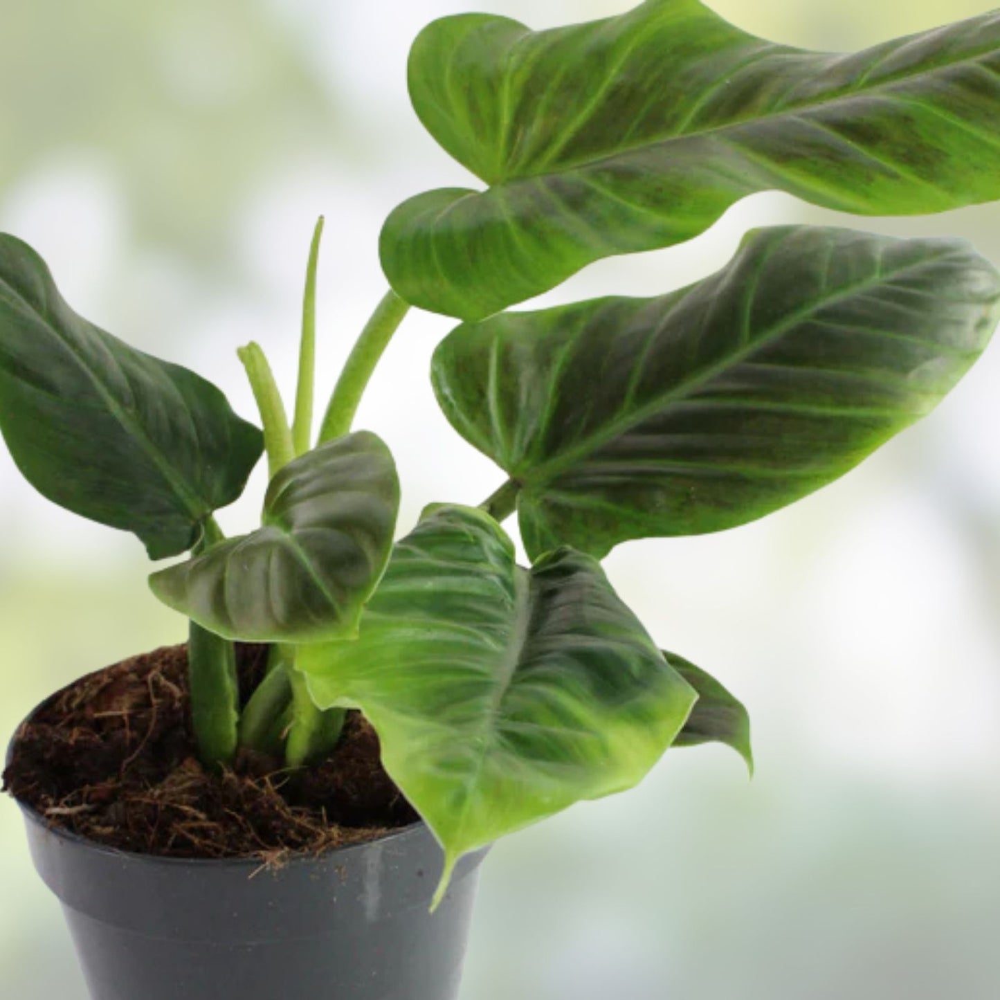 Philodendron Subhastatum Rooted Cutting - Rare Tropical Houseplant, Easy Care Indoor Plant, Green Foliage, Scientific Name Philodendron subhastatum