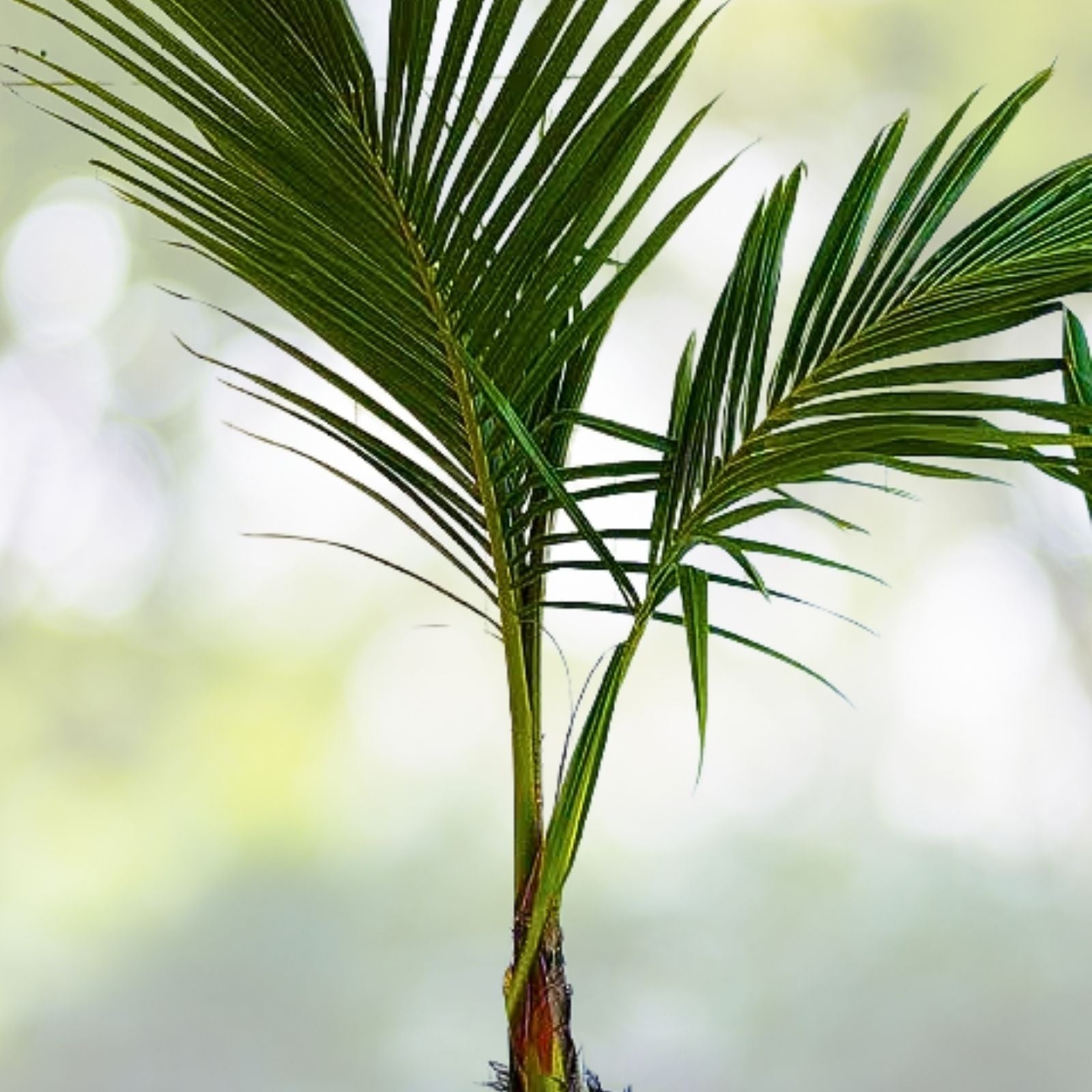 Dwarf Green Malayan Coconut Plant 6-8” Tall - Rare Fresh Costa Rican Certified Coconuts - Cocos Nucifera