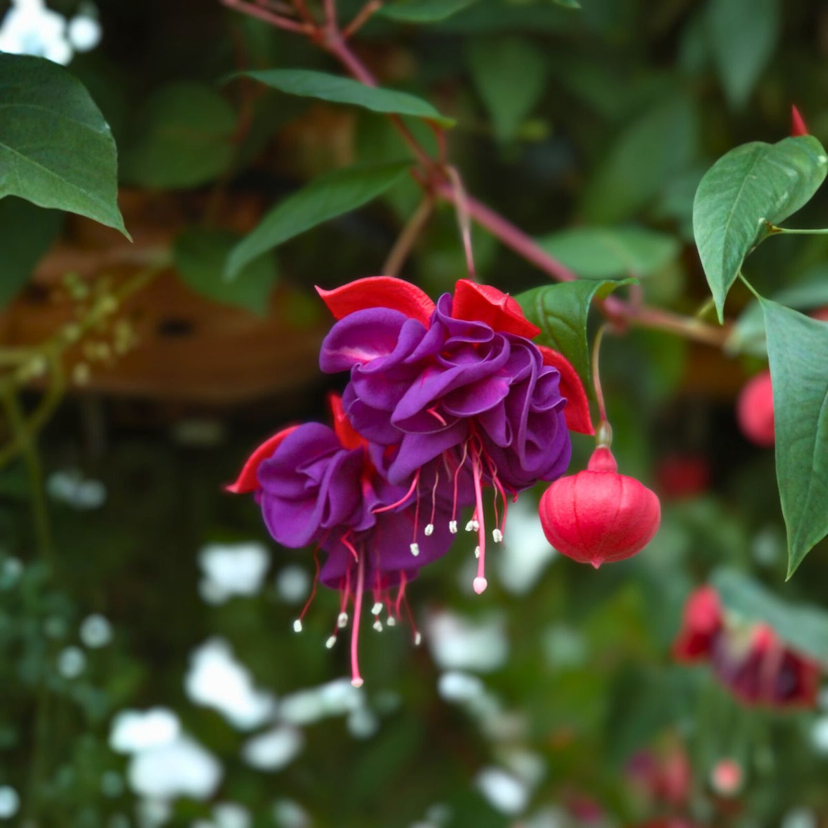 Fuchsia Live Plant 6-Inch Pot Blue Eyes Fuchsia (Fuchsia 'Blue Eyes') Well-Rooted Flowering Plant