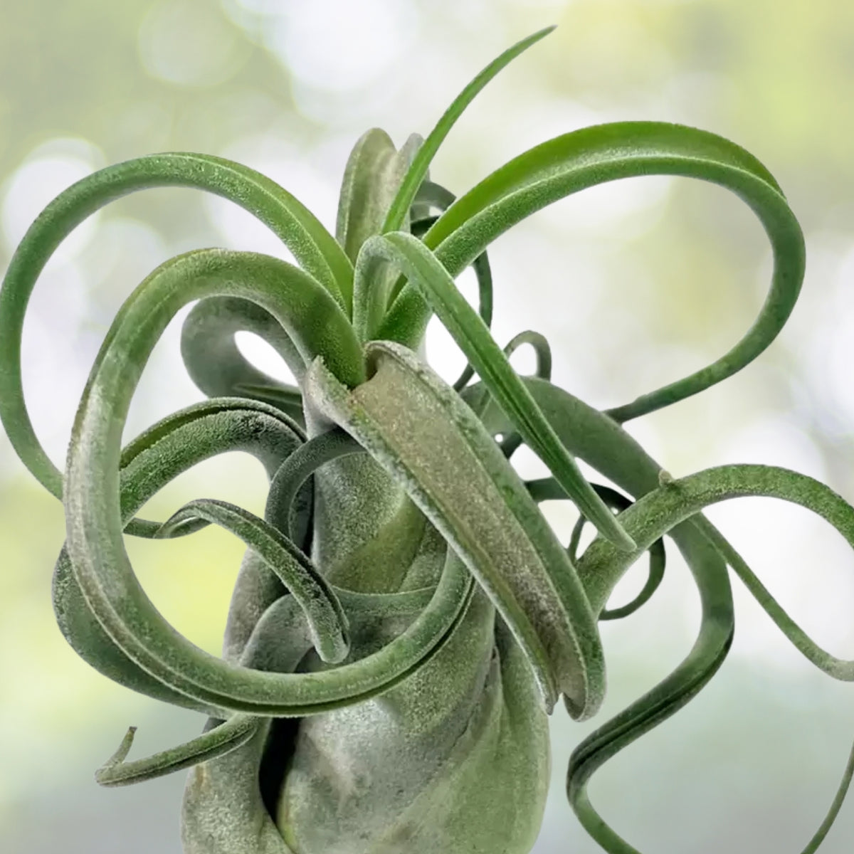 Tillandsia Caput Medusae Air Plant - Unique Curly Leaves - Easy Care Tropical Houseplant - Tillandsia spp.