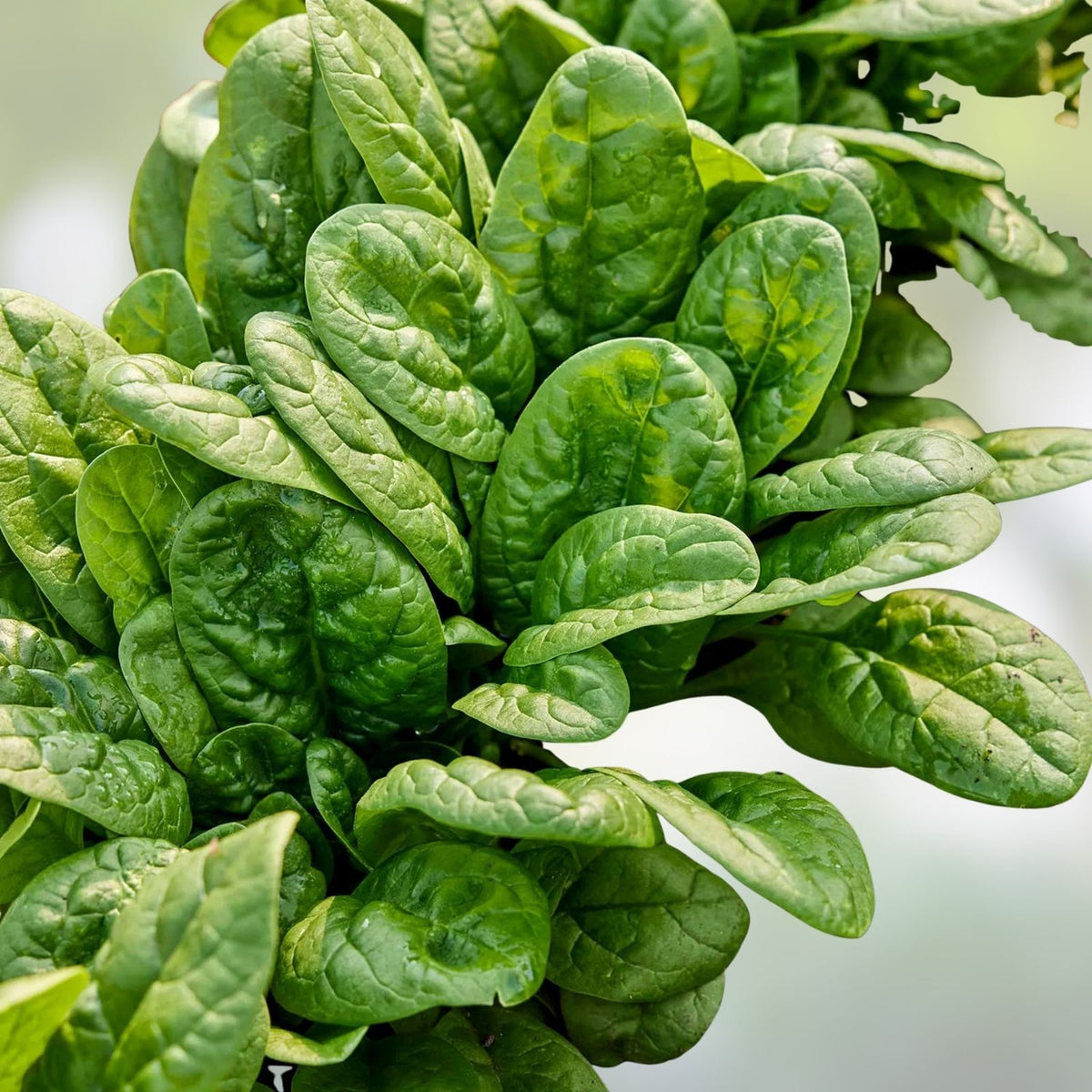 Spinach Seeds 500 Count Bloomsdale Long Standing Heirloom Non-GMO Spinacia oleracea Vegetable Seeds