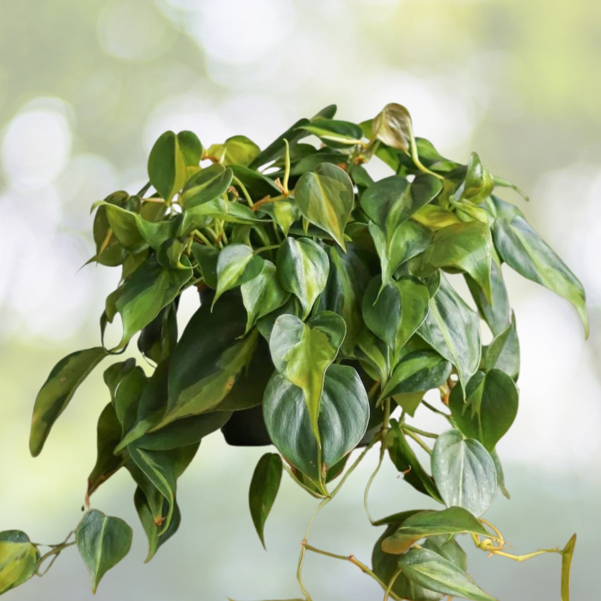 Philodendron Brasil House Plant 6in Hanging Basket, Philodendron 'Brasil', Low Light Tolerant, Fast Shipping