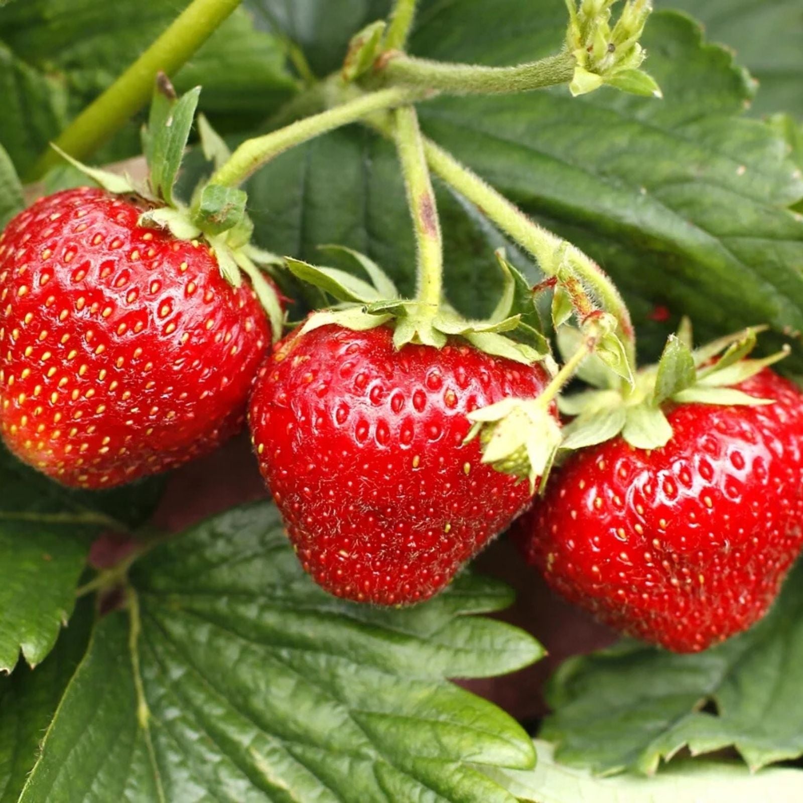 Jewel Strawberry Plants Bare Root Everbearing High-Yield Fragaria x ananassa