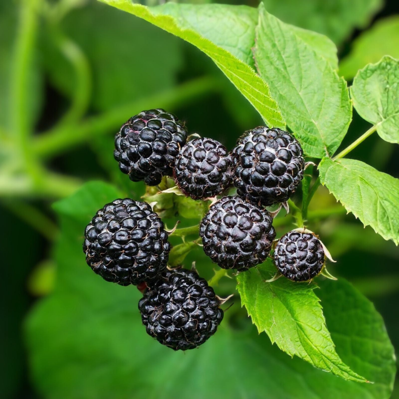 Cumberland Black Raspberry Plant - 1-2 Years - Hardy, Disease Resistant ...