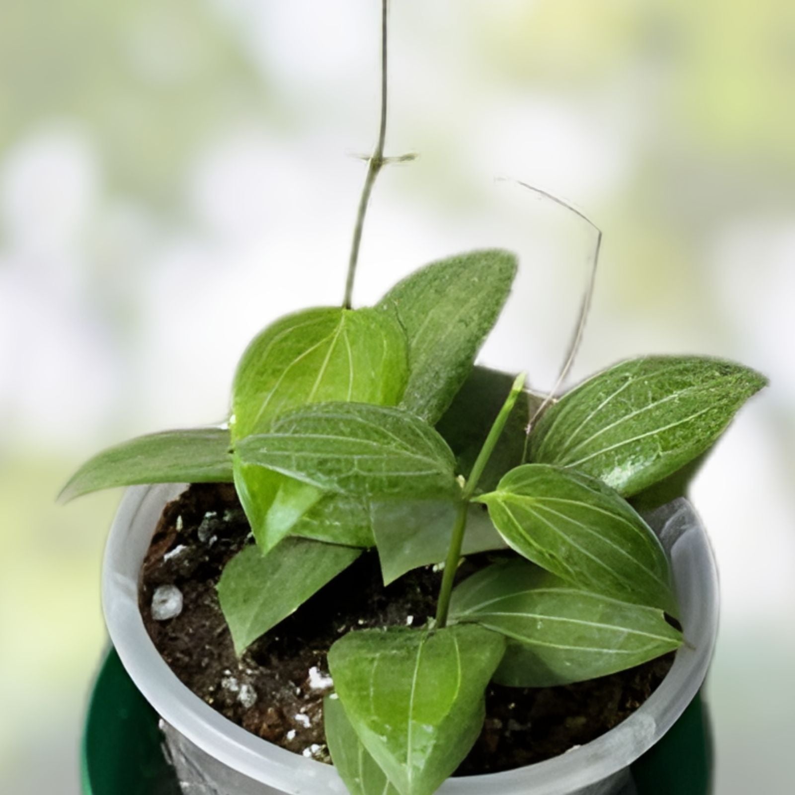 Hoya AH 074 Green Houseplant in 2,5" Pot, Rare Rooted Hoya Species, Indoor Plant, Evergreen Foliage