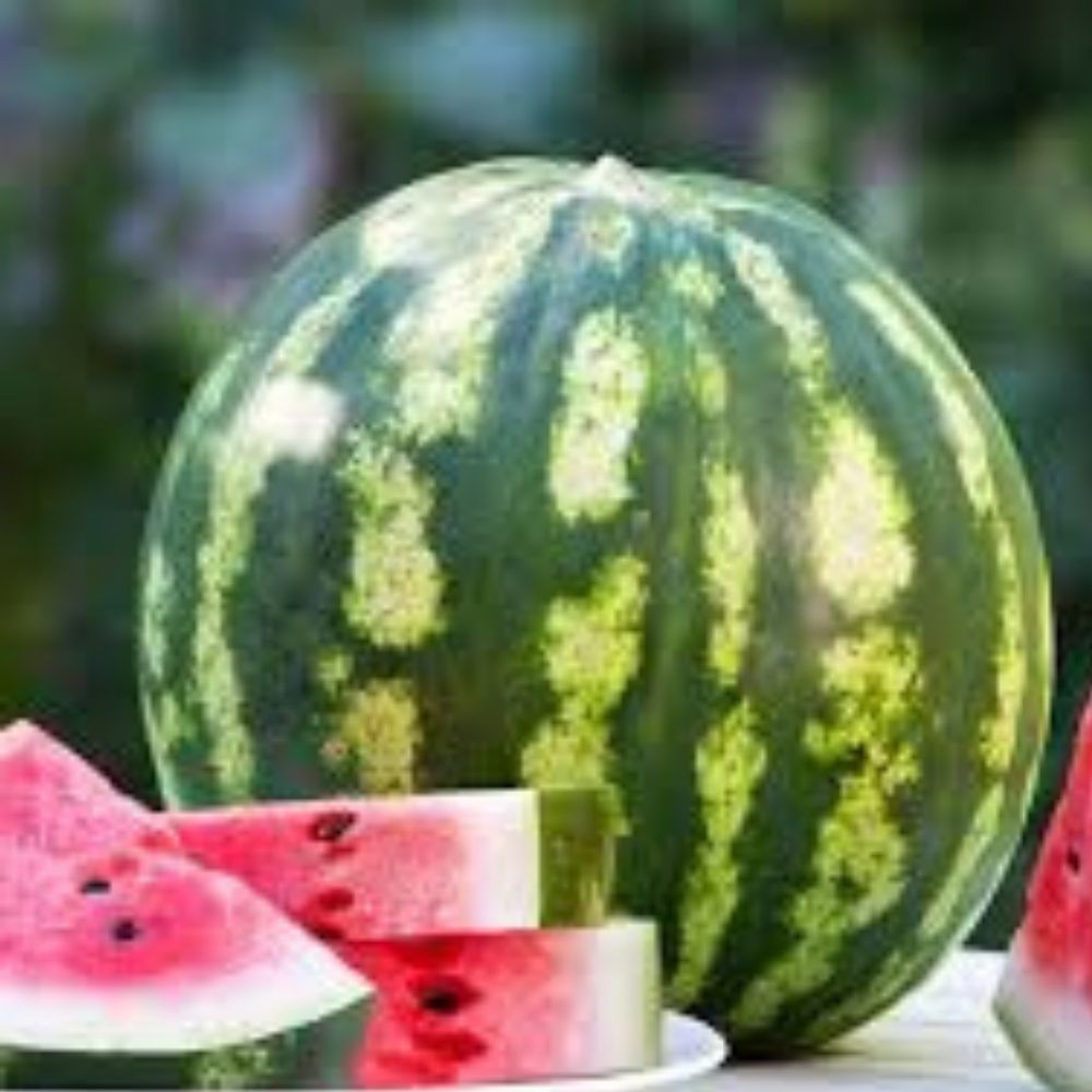Crimson Sweet Watermelon Seeds 50 Pack Organic Heirloom Variety Citrullus lanatus USA