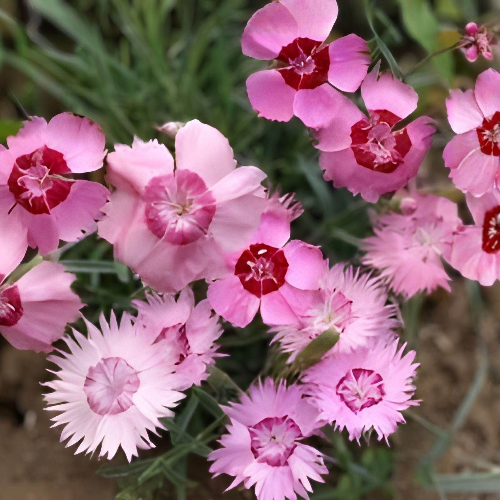 Dianthus Seeds Bulk 500+ Torte Carnation Annual Flower Garden Seeds Dianthus caryophyllus