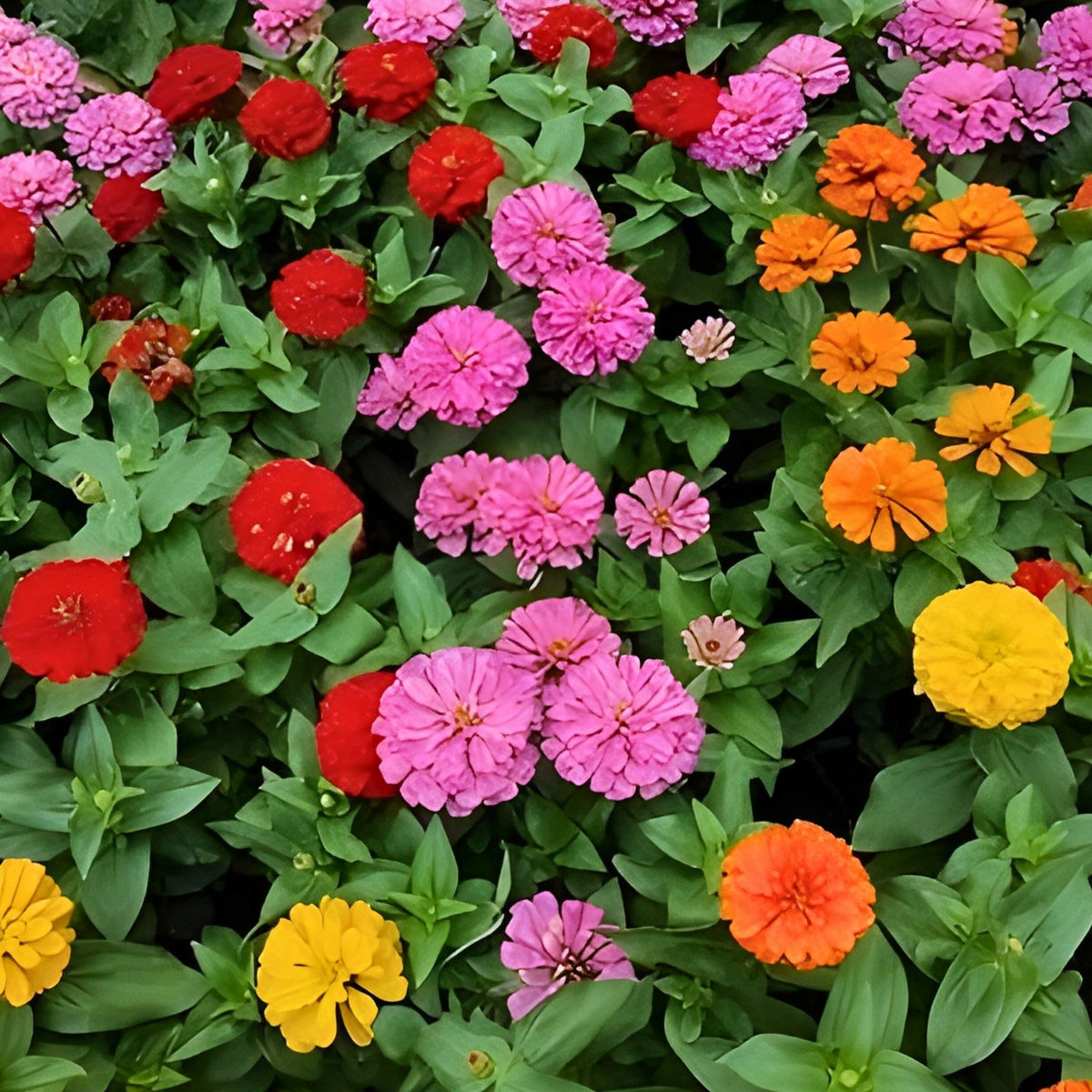 Zinnia Seeds 100+ Pack Mixed Colors Bright & Beautiful Zinnia elegans Flower Seeds for Garden Planting