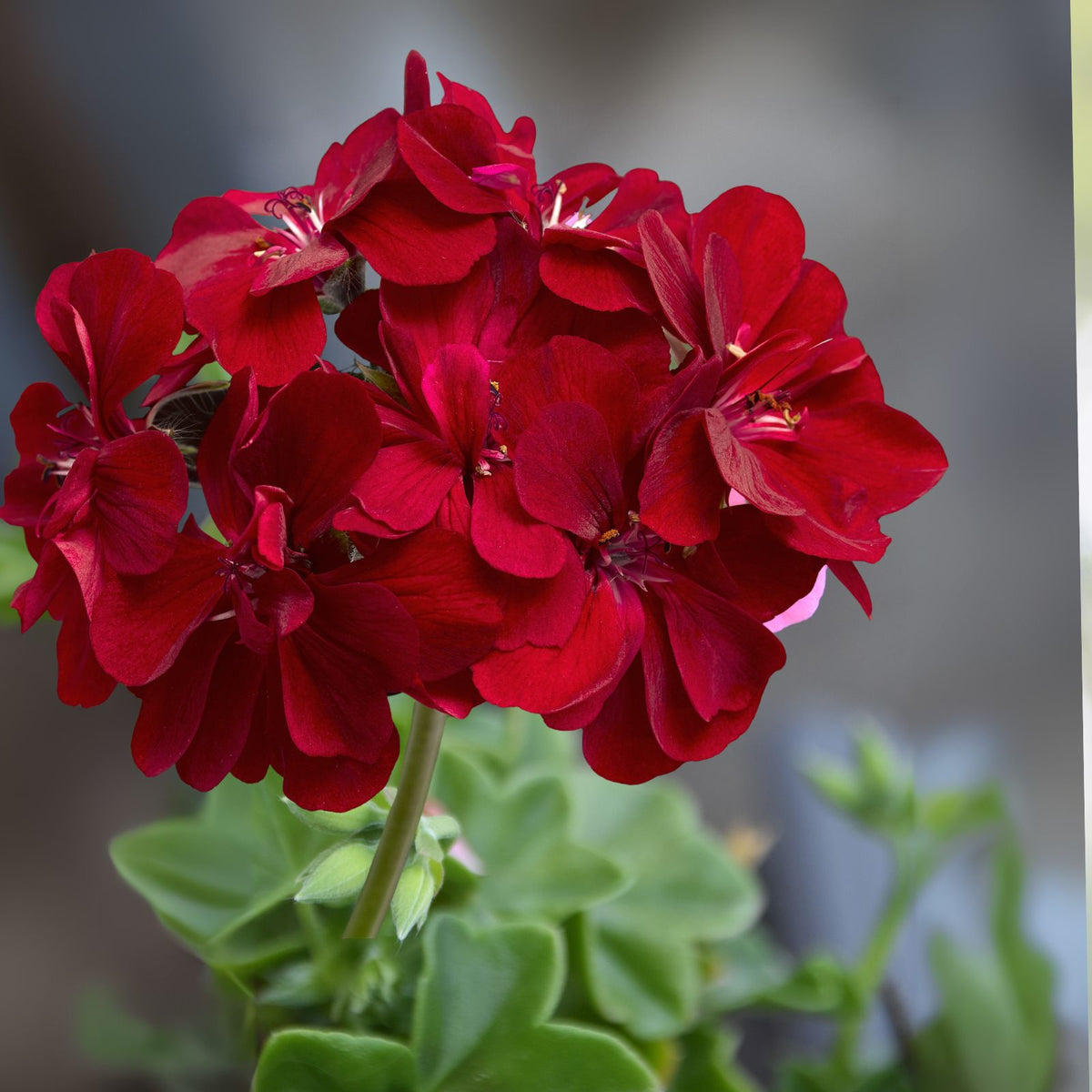 Vivid Red Pelargonium Peltatum Ivy Geranium Live Plant Starter Cuttings 3x6" - Ideal for Gardens and Containers