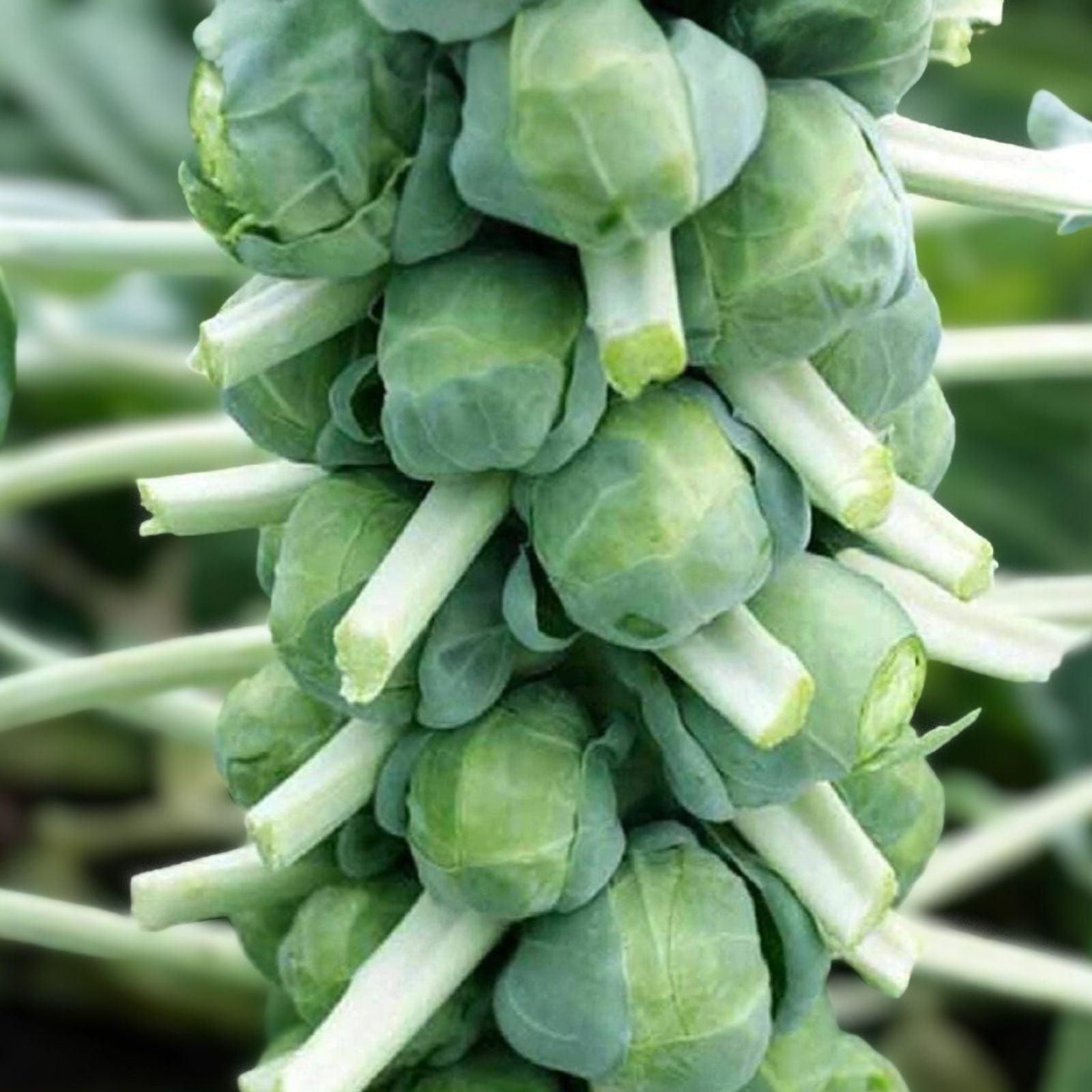 Brussel Sprout Seeds 100 Non-GMO Heirloom Churchill Variety Organic Vegetable Seeds for Home Gardening