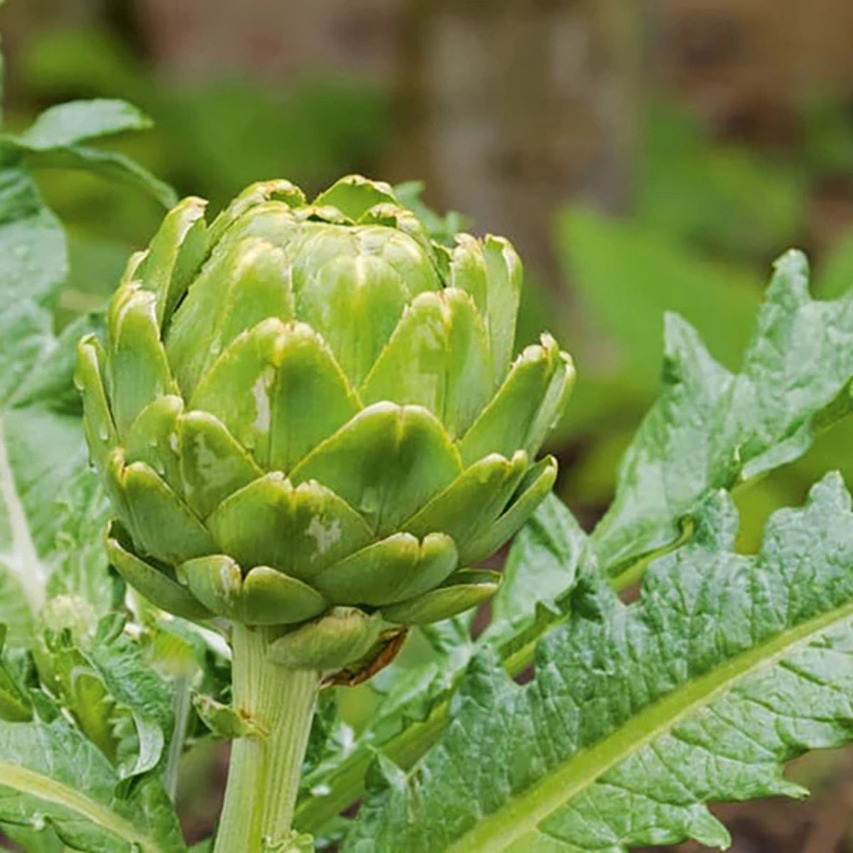 Heirloom Artichoke Seeds – 20+ Green Globe Seeds – Healthy Tasty Vegetable – Cynara scolymus
