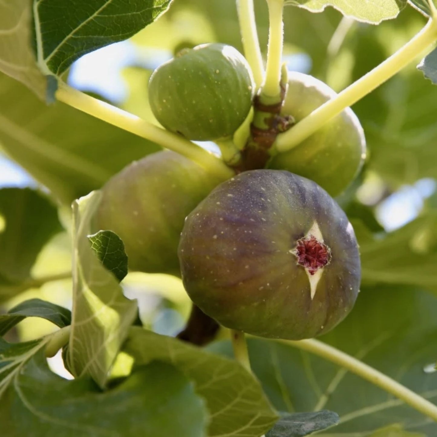 White Madeira #1 Fig Cutting - 10 Inch Summer Plant - Ficus carica - Edible Fruit Tree - Garden Planting