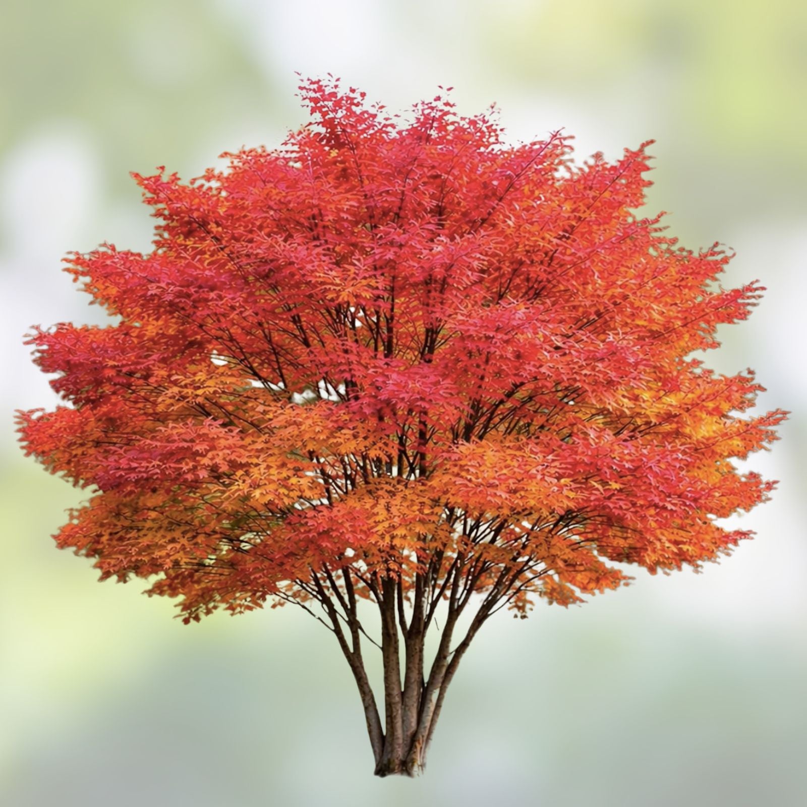 Red Maple Tree Seeds - 50 Count - Stunning Red Leaves - Acer rubrum - Ornamental Tree Seeds for Gardening and Landscaping