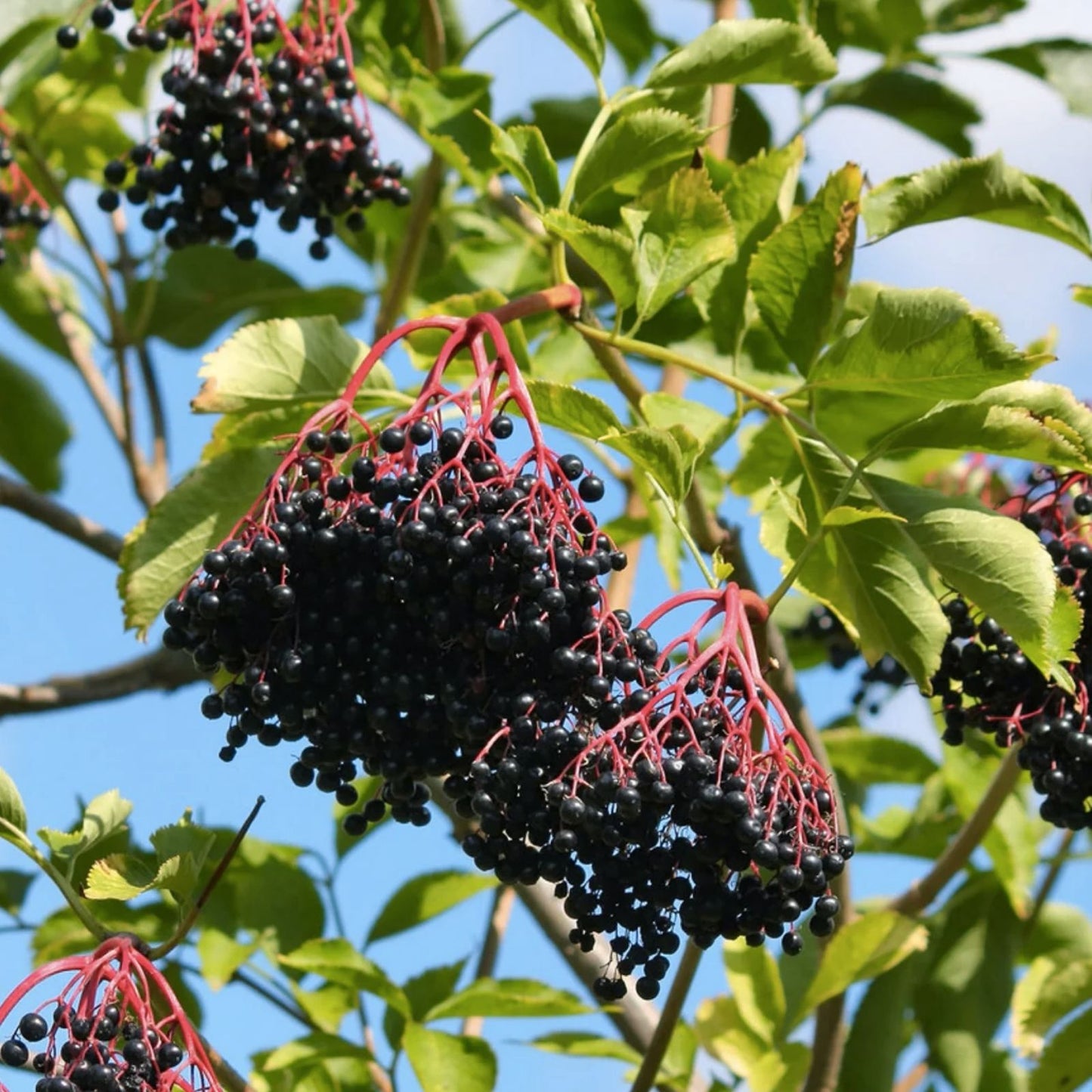 American Elderberry Seeds - 250 Non-GMO Organic Sambucus Canadensis for Planting - Garden Starter, Fruit Bush, Wildberry Plant