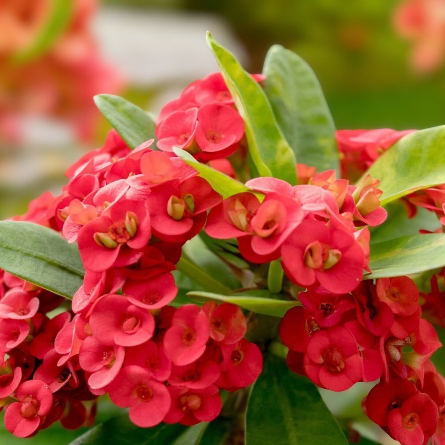 Tiny Red Euphobia Milii Cutting – Crown of Thorns Succulent with Tiny Flowers, Drought-Resistant Indoor Plant