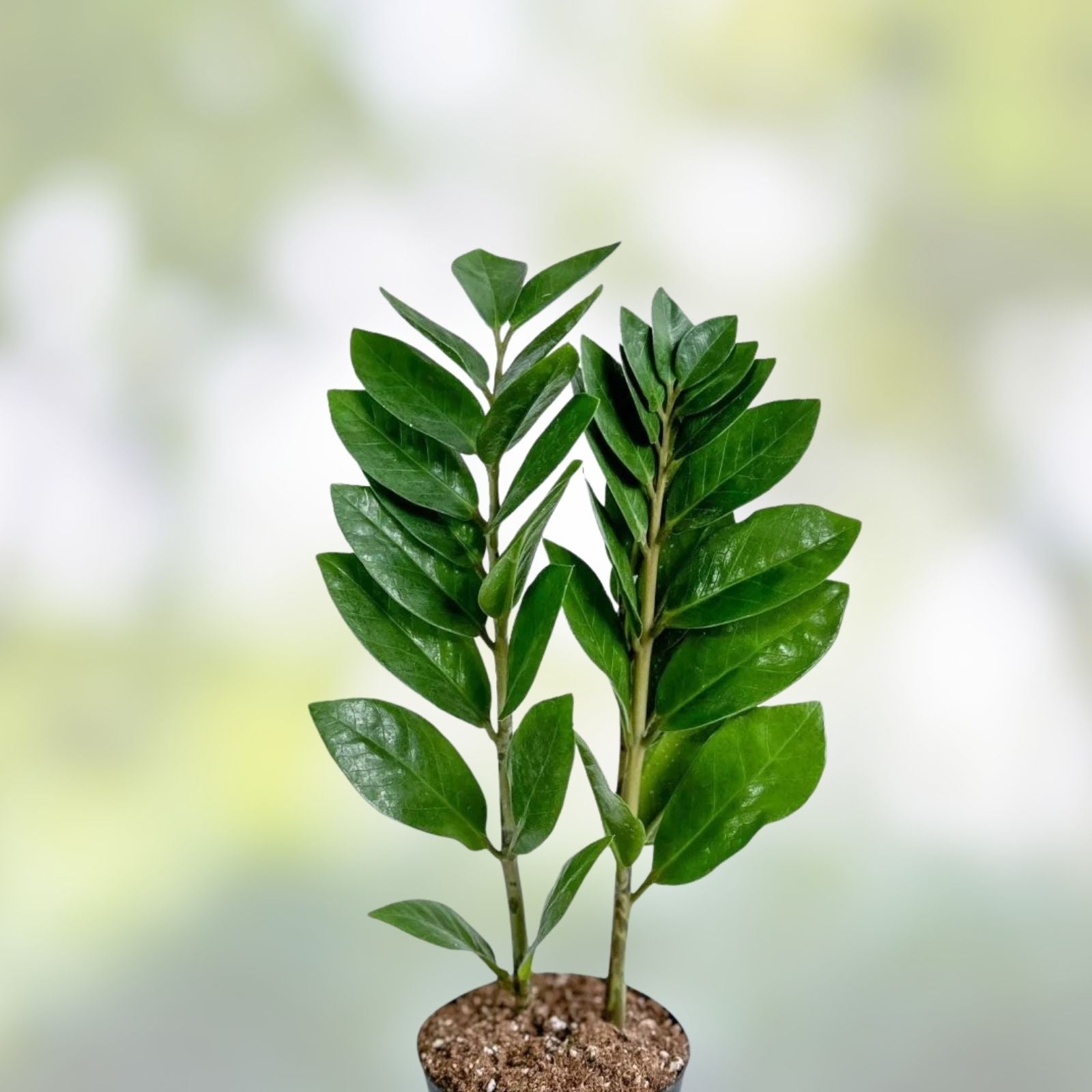Zamioculcas zamiifolia ZZ Plant Cuttings - 4 Inch Long Indoor Plant - Easy Care Houseplant - Zamioculcas Zamiifolia