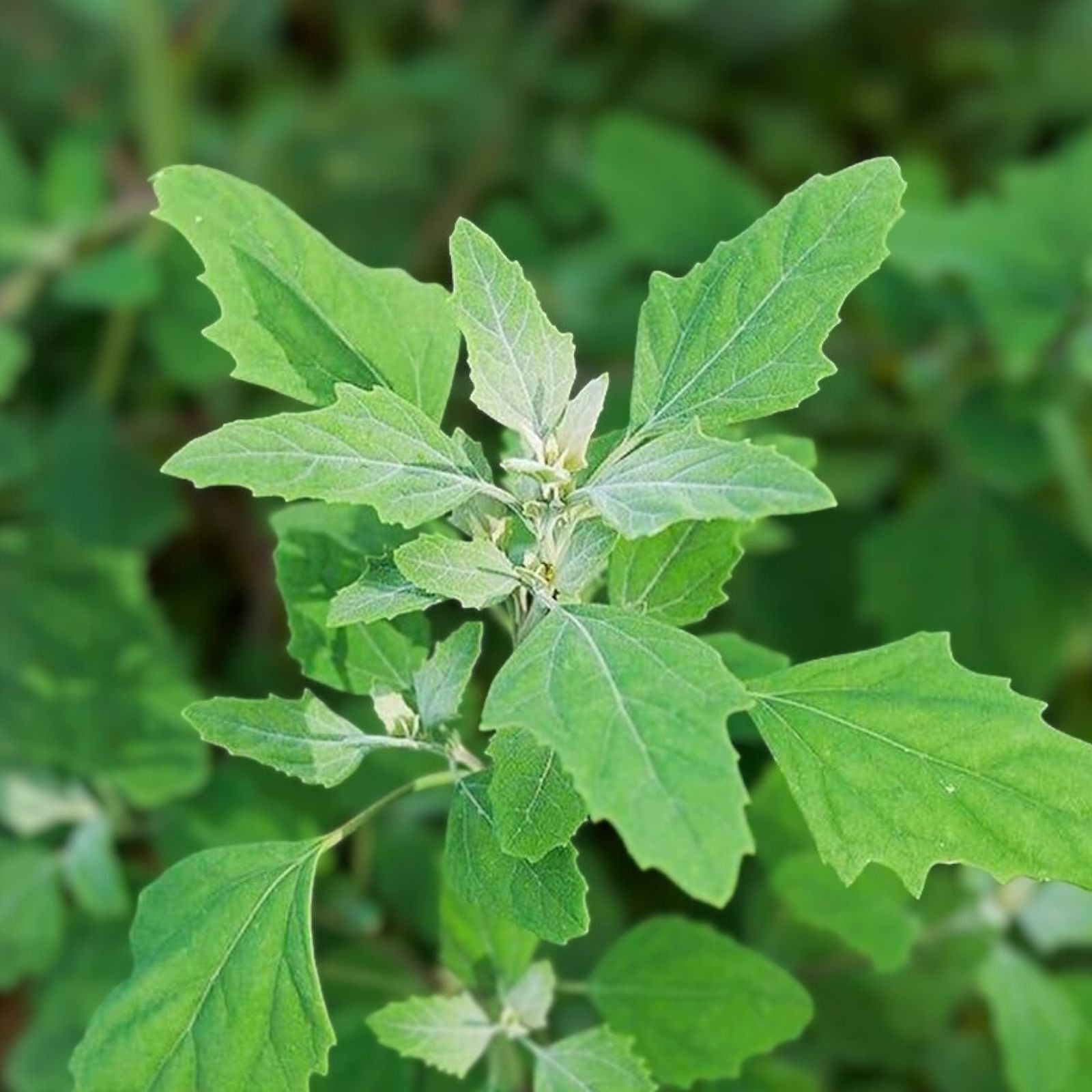 Lambsquarters Seeds for Planting 100 Pack Organic Heirloom Chenopodium Album Nutritious Green Vegetable Seeds