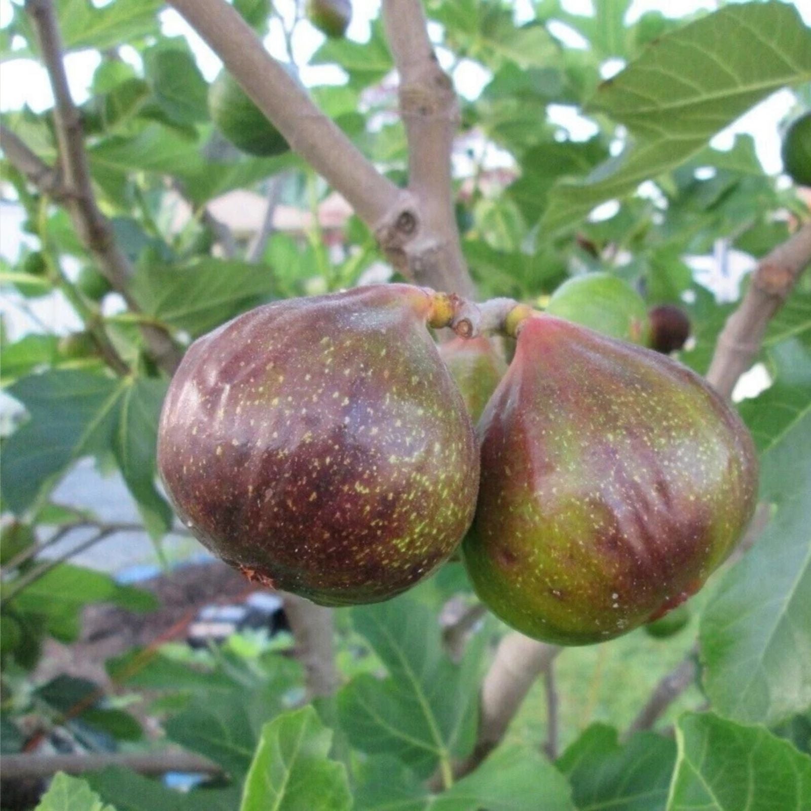 Fig Tree Cuttings 3 Pack Malta Black Ficus carica Cold Hardy Sweet Delicious Zone 6-11