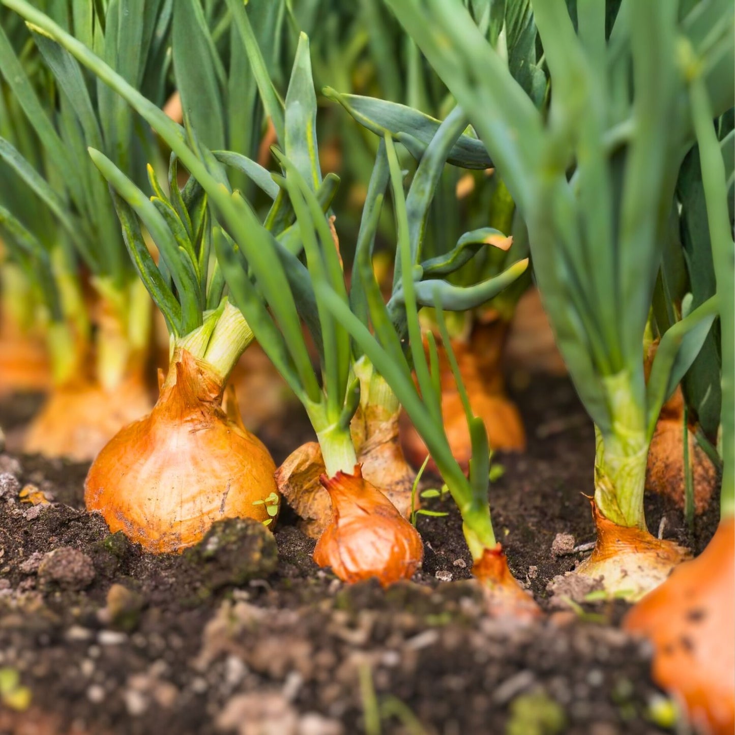 Yellow Onion Bulbs 24-Pack Heirloom All-Season Planting - Allium cepa