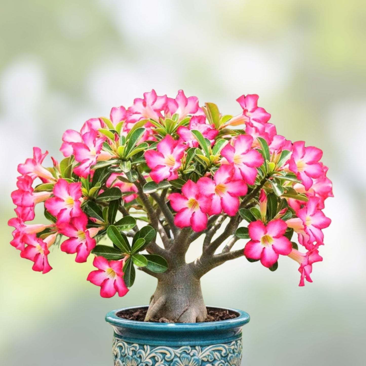 Desert Rose Seeds 100 Mixed Color Adenium Obesum Flower Seeds for Garden or Indoor Planting, Grow Your Own Succulent Plant