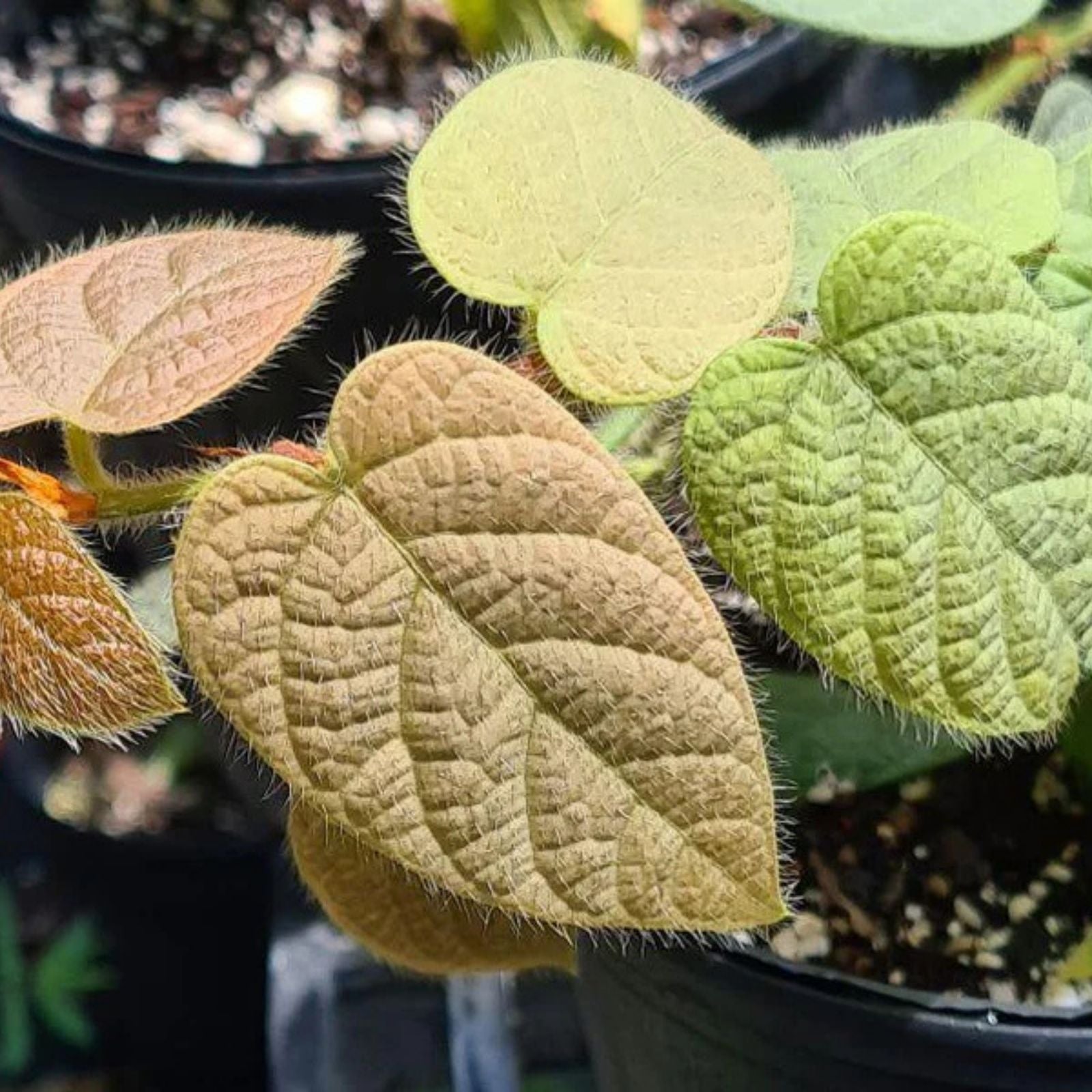 Ficus Villosa Cuttings - 3 Fresh Tropical Houseplant Clippings - Easy to Grow Indoor Plant - Free Shipping