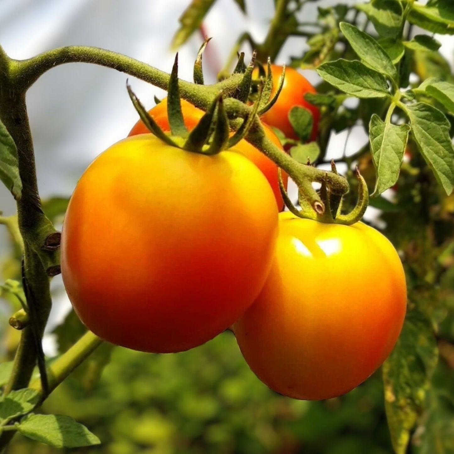 Jubilee Heirloom Tomato Seeds 500 Count Non-GMO Vegetable Seeds Solanum lycopersicum