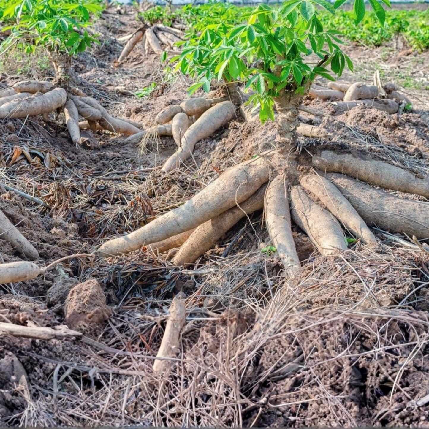 Yuca Cassava Stem Cuttings – Fresh Healthy Plant Cuttings with Rooting Hormone – Manihot esculenta