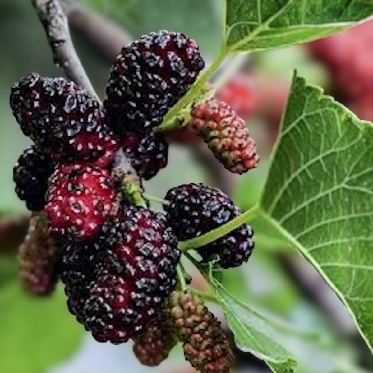 Dwarf Mulberry Tree Starter Plant 3-Pack Everbearing Morus nigra Edible Fruit Cold Hardy Bare Root Self-Pollinating
