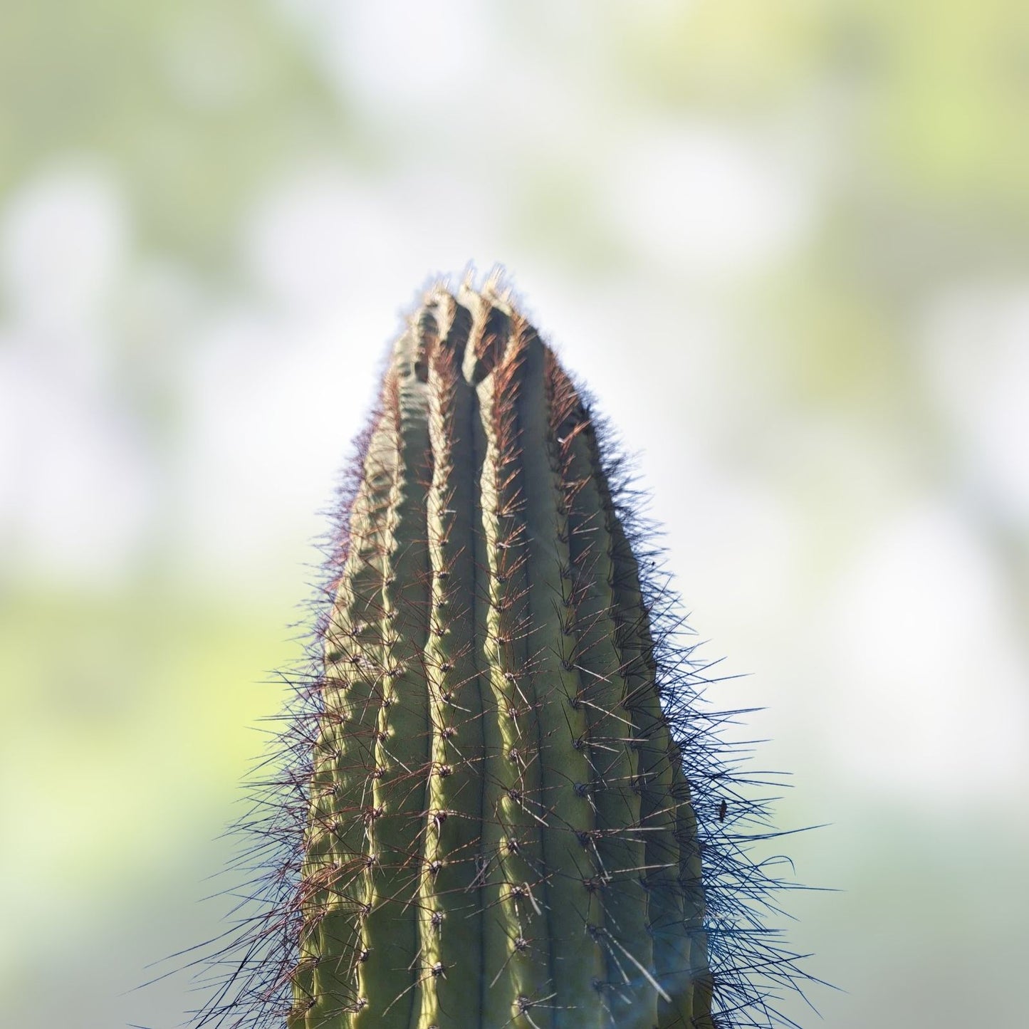 Cereus Leucostele Atacamensis Cactus Cutting 11 Inches – Unique Desert Plant for Home Decor and Gardening