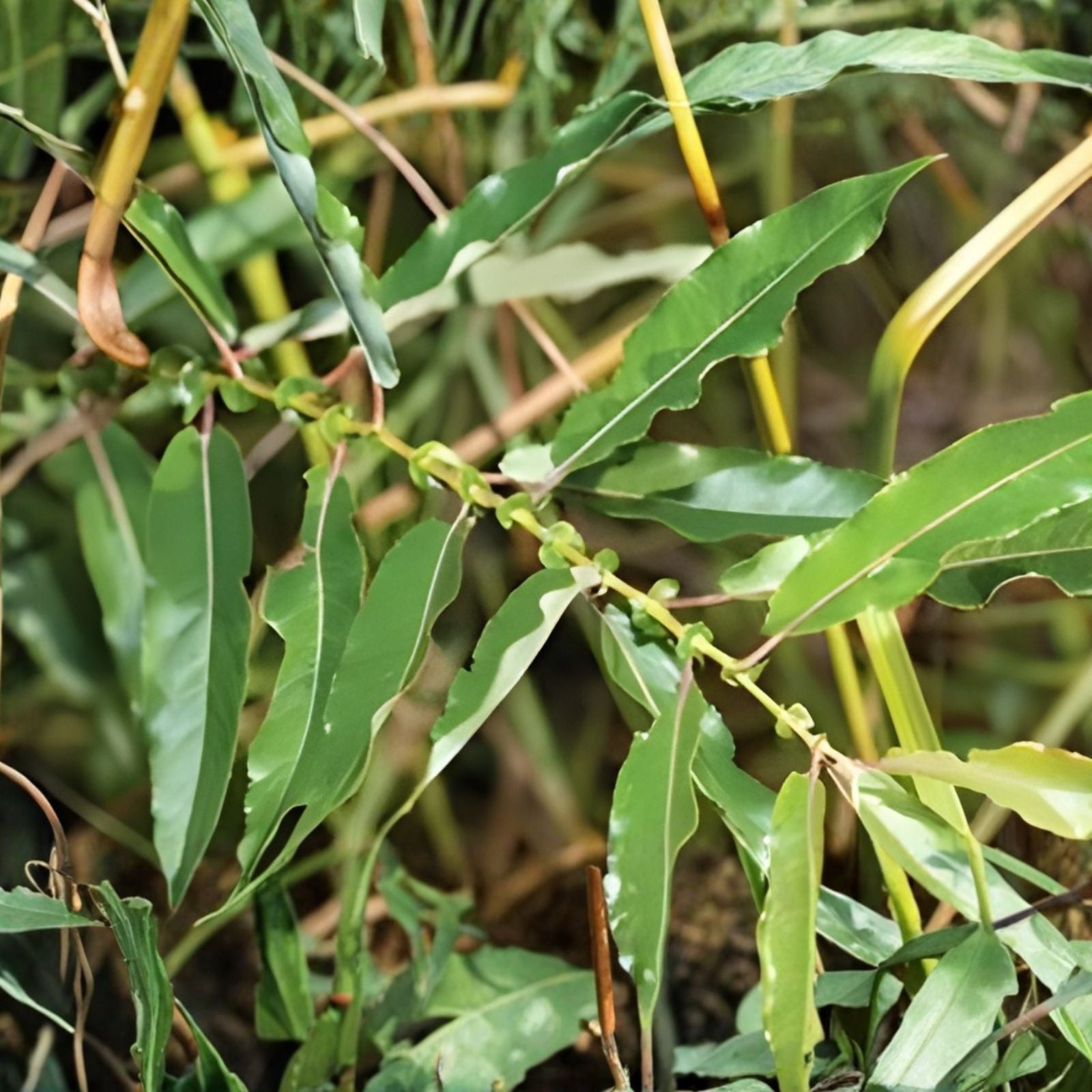 Black Willow Tree Cuttings 6 Pack - Shade and Privacy Tree Salix nigra - Fast Growing Ornamental Shrubs
