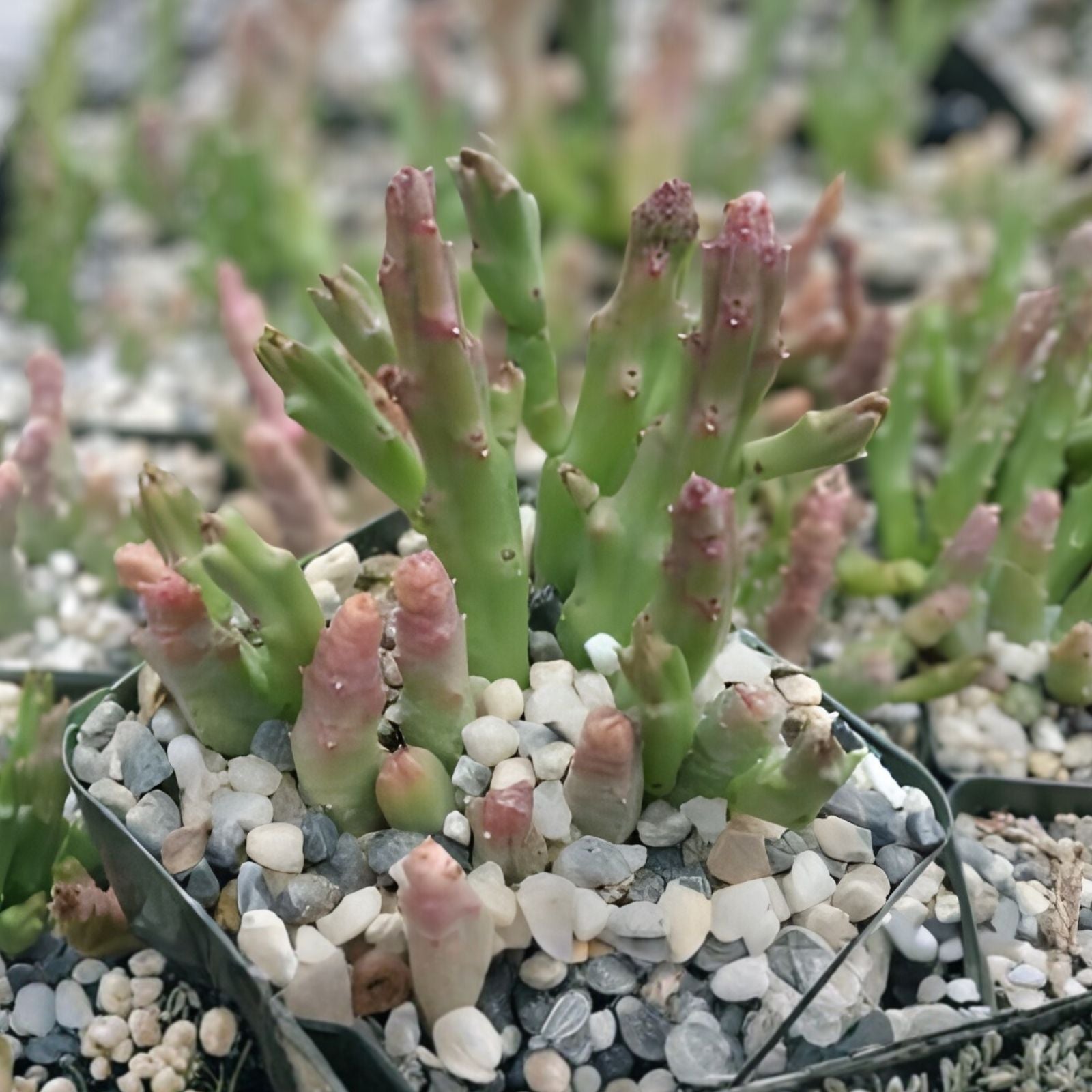 Stapelias Variegated Star Cuttings - 5 Fish Cuttings - Unique Succulent Propagation - Stapelia variegata