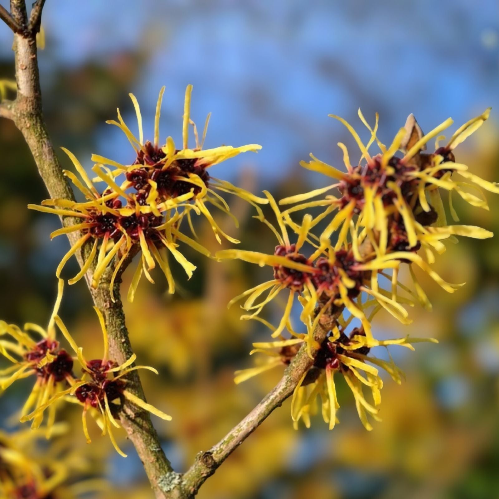 Witch Hazel Shrub Bare Root 12-18in Hamamelis virginiana Deciduous Flowering Plant for Garden Landscaping