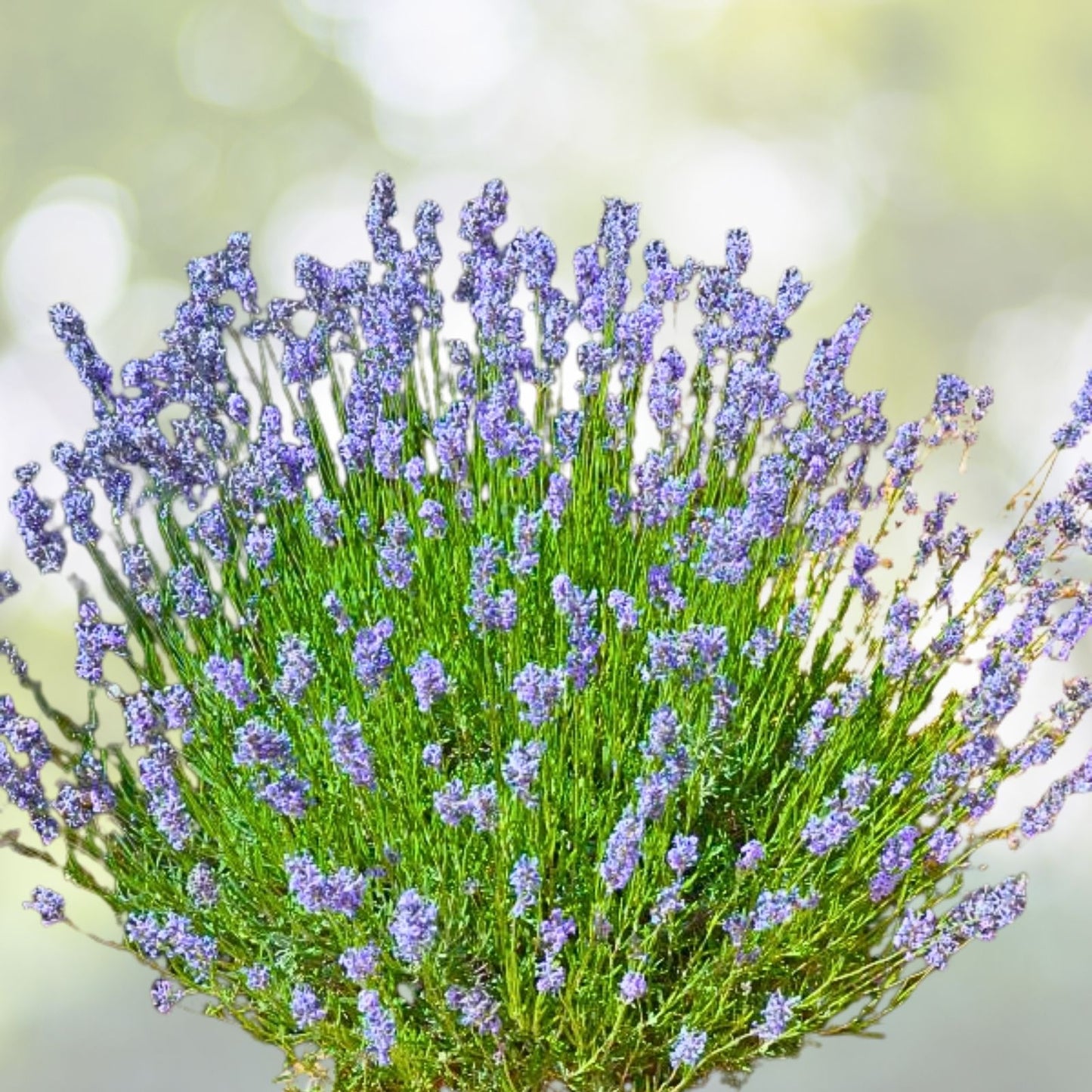 Provence Lavender Plants Set of 2 – Live Rooted Herbs – Fragrant Lavender – Lavandula angustifolia