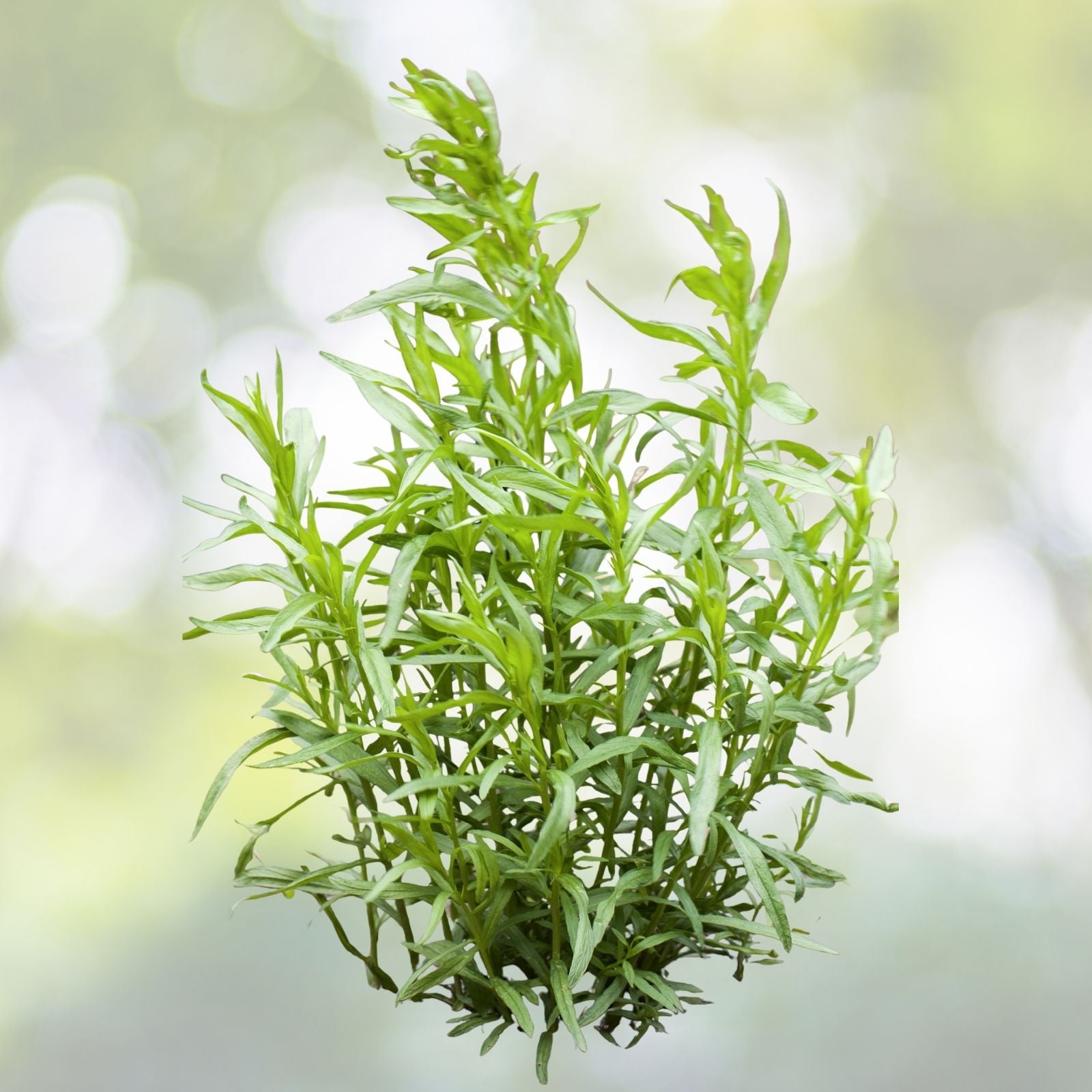 Tarragon Seeds - 1000+ Russian Tarragon Dragon Wort Perennial Herb - Artemisia dracunculus - Garden Plant USA