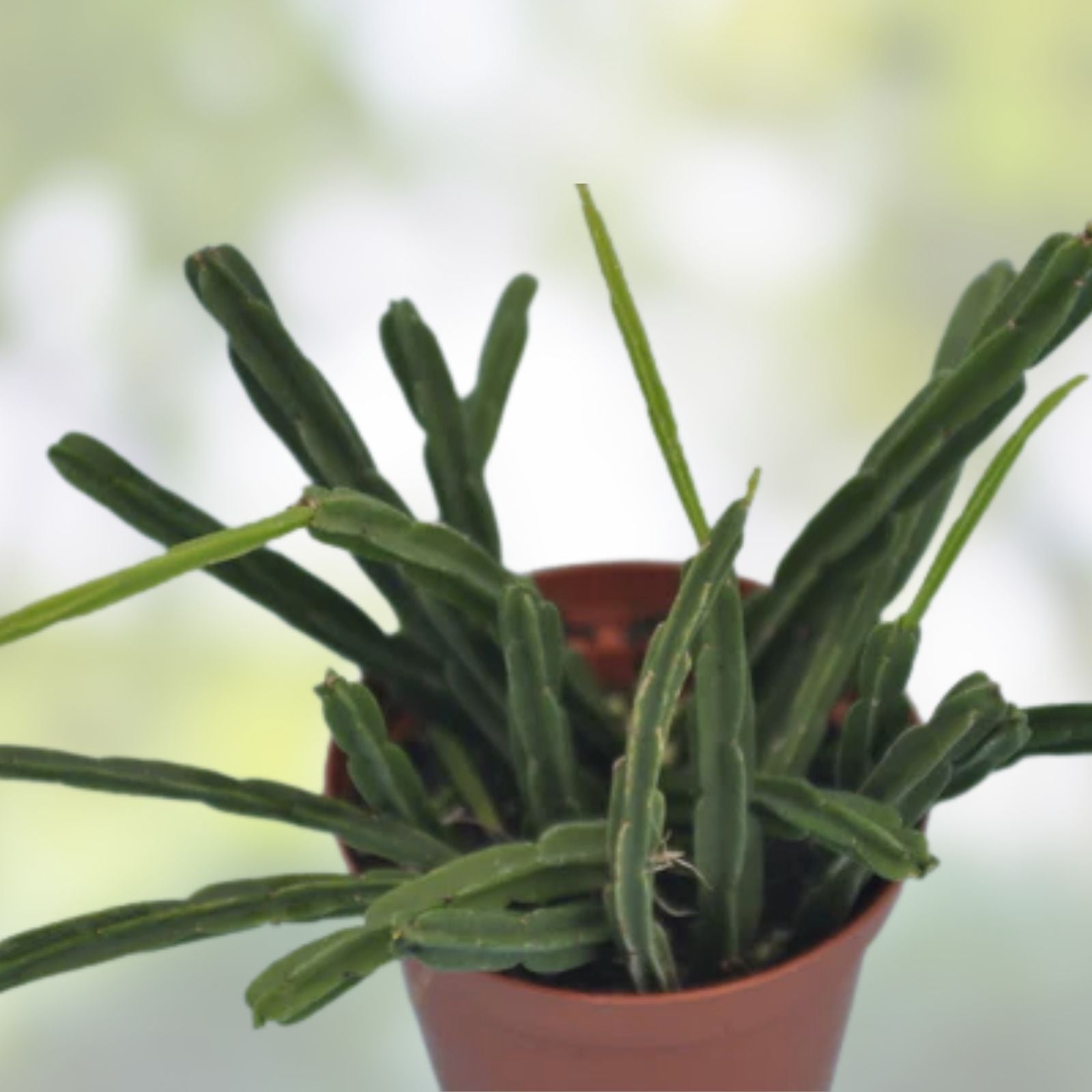 Rhipsalis Pentaptera Plant in 2" Pot – Rooted Cactus, Easy Care Indoor Tropical Greenery, Unique Houseplant, Epiphyllum