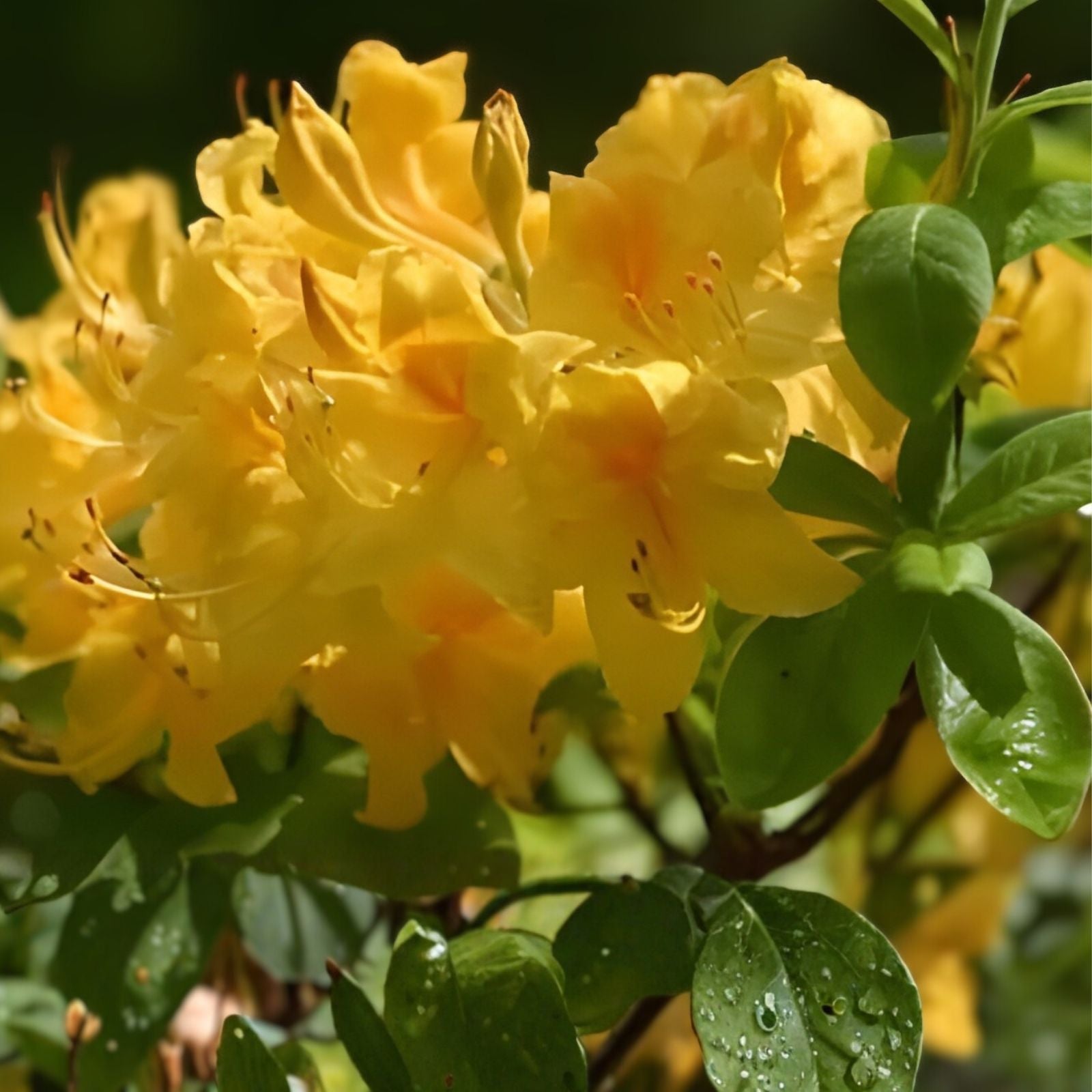 Aromi Azalea Starter Plant - Dancing Rabbit Variety - Rhododendron Deciduous Dormant Flowering Shrub