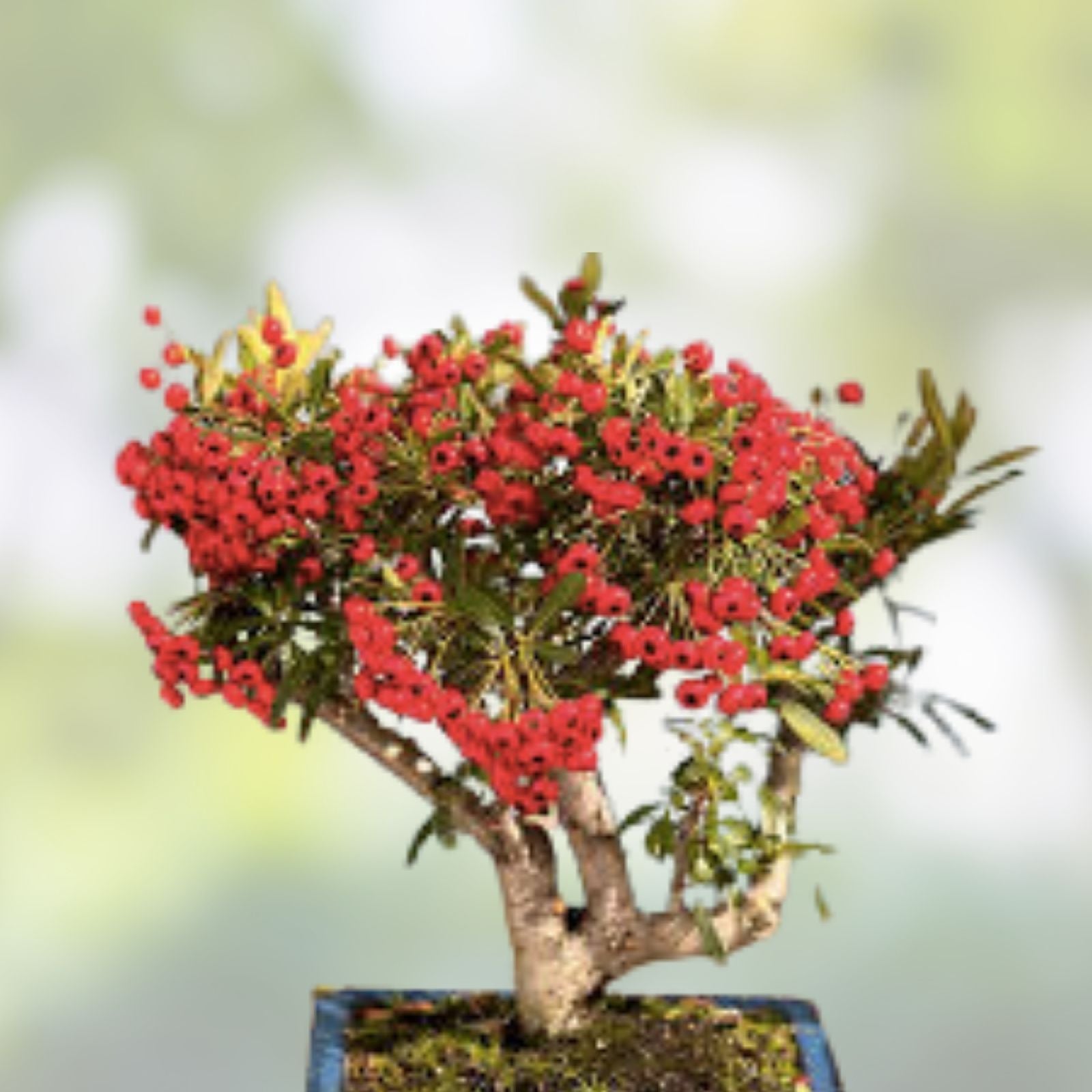 Bonsai Firethorn Tree Seeds - 50 Pack - Pyracantha Coccinea - Drought-Resistant Ornamental Planting Seeds