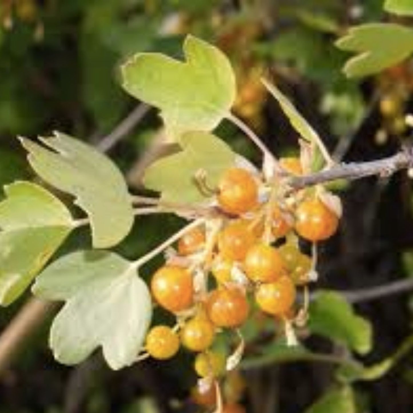 Golden Currant Berry Seeds 20 Pack, Edible Fruit Bush, Ribes Aureum, Organic Gardening, Home Garden Planting