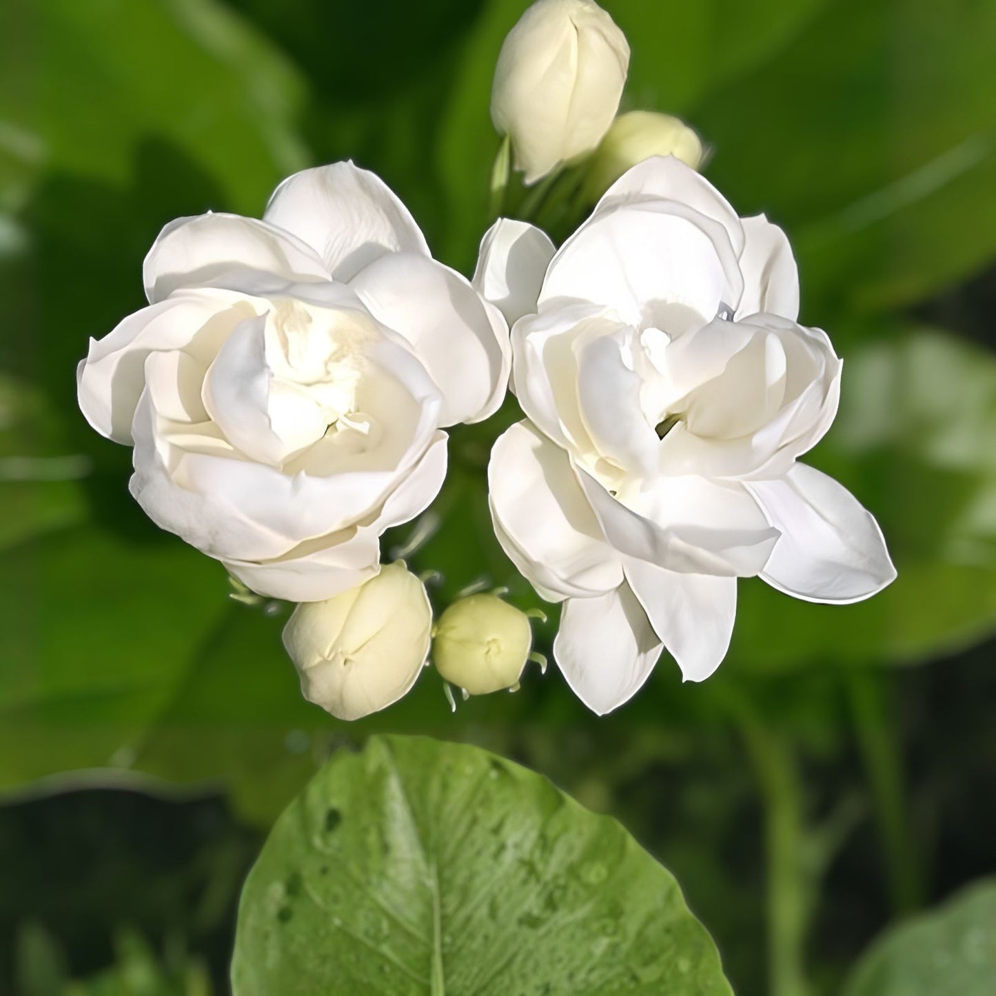White Jasmine Tree Seeds - 25+ Seeds with Vibrant White Flowers - Easy to Grow Jasminum sambac Plant Seeds