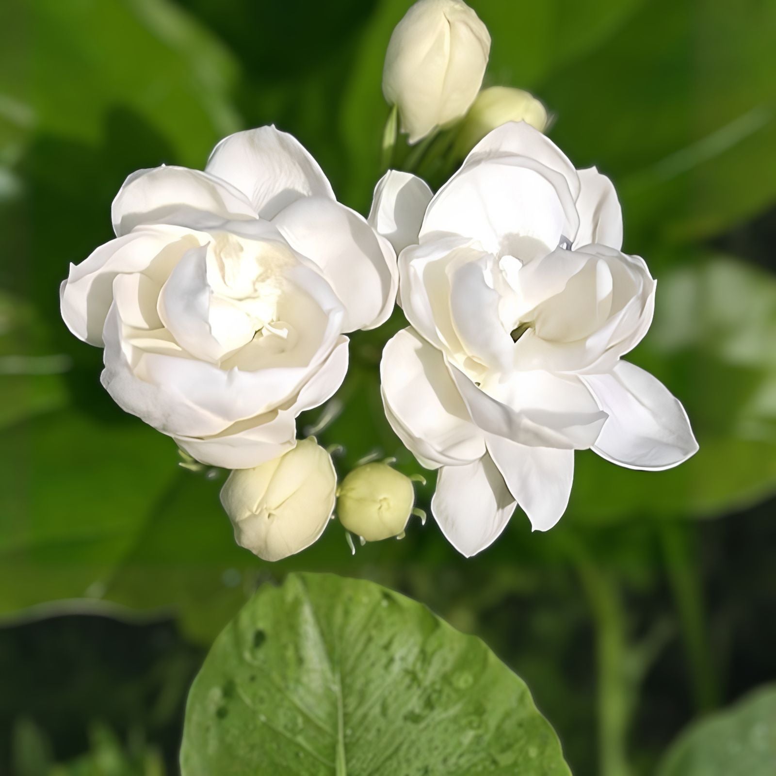 White Jasmine Tree Seeds - 25+ Seeds with Vibrant White Flowers - Easy to Grow Jasminum sambac Plant Seeds