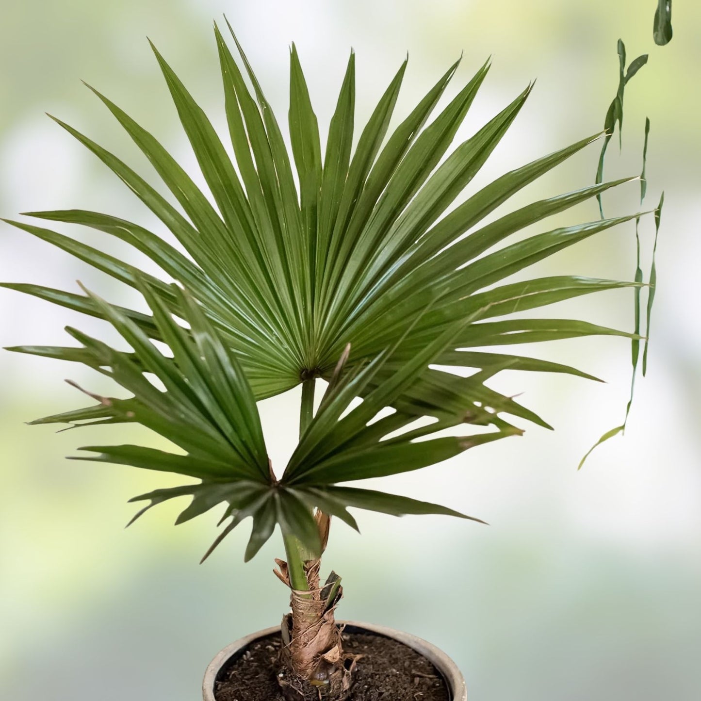 Mexican Fan Palm Tree Seeds - 20 Premium Washingtonia Robusta Seeds for Landscaping and Gardening