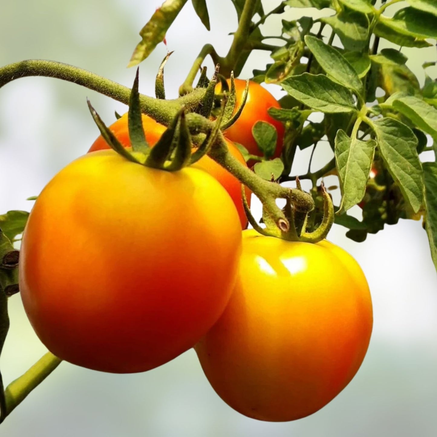 Golden Jubilee Heirloom Tomato Live Starter Plants – Set of 2 – 4-6 Inches – Solanum lycopersicum