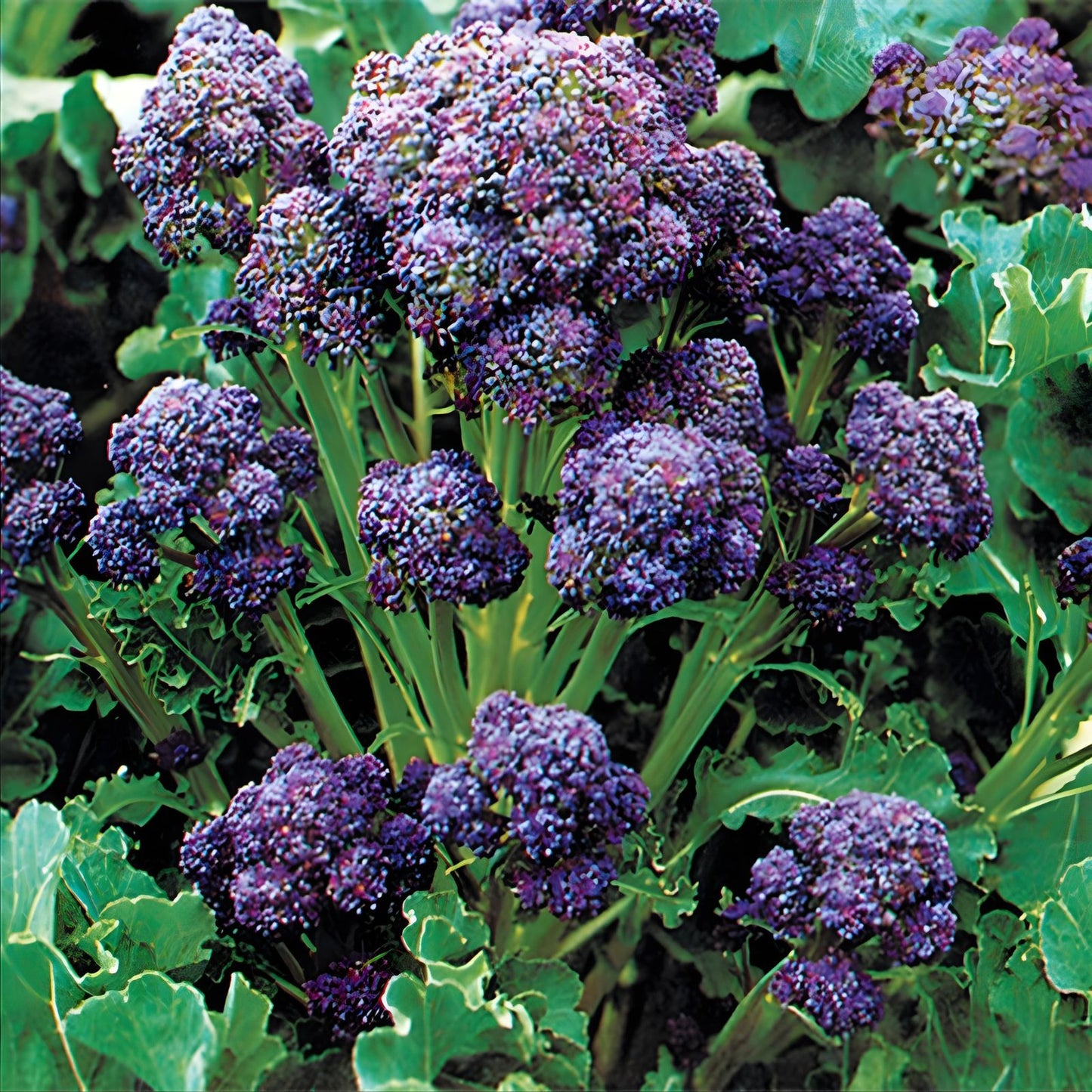 Broccoli Seeds 1000 Count Purple Sprouting Non-GMO Brassica oleracea Winter Harvesting for Mild Climates