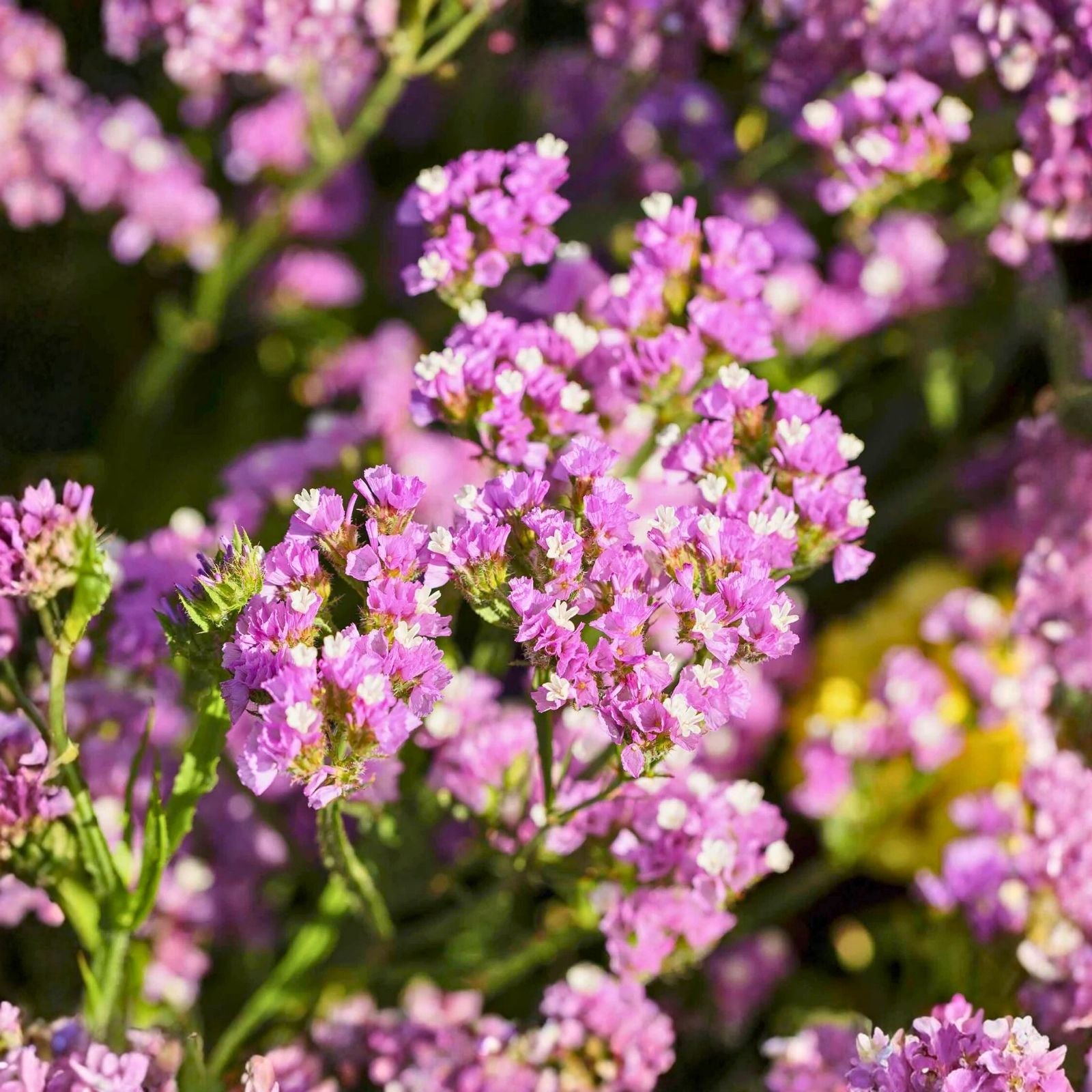 Statice Seeds 85 Non-GMO Twilight Flower Seeds Limonium sinuatum Garden Annual Cut Flower