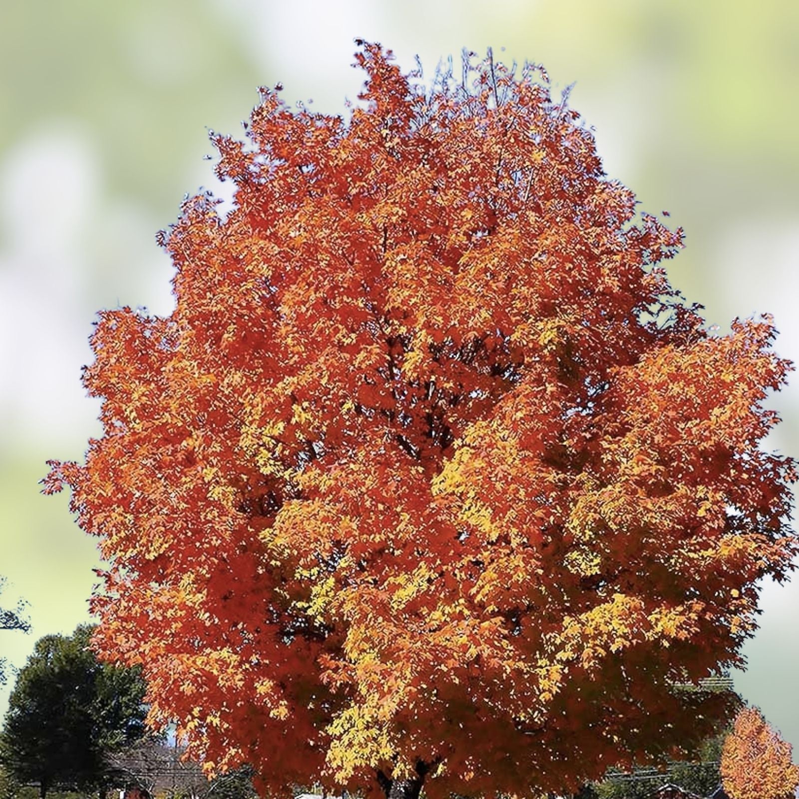 Sugar Maple Seeds 50 Pack | Acer saccharum Tree Seeds for Planting | Maple Tree Seeds for Gardening
