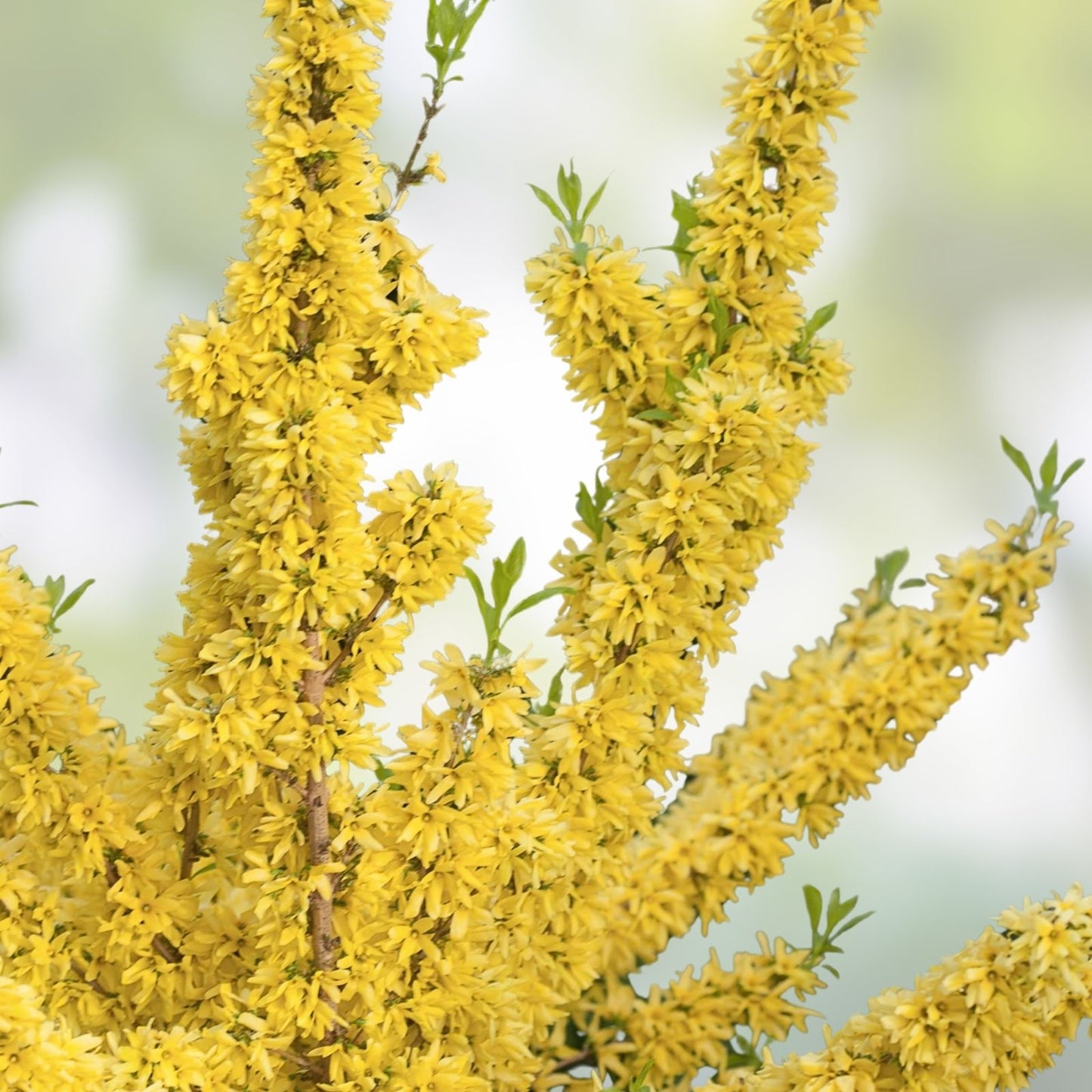 5 Cuttings Yellow Bell Forsythia - Hardy Ornamental Bush Perennial - Forsythia x intermedia - Spring Flowering Shrub