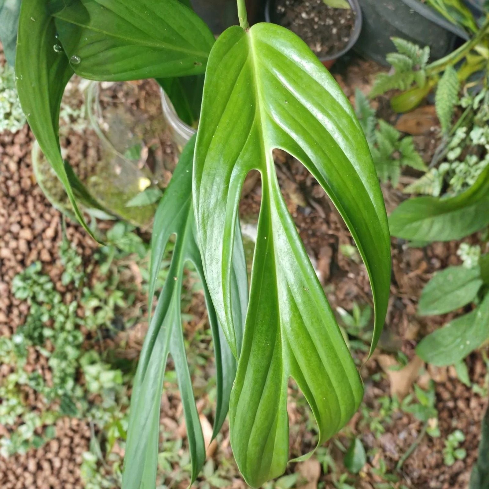 Epipremnum amplissimum var. Pinnatum Albo Variegata 6" Pot - Unique Finger-Like Leaves Fast Growing Climbing Vine Plant