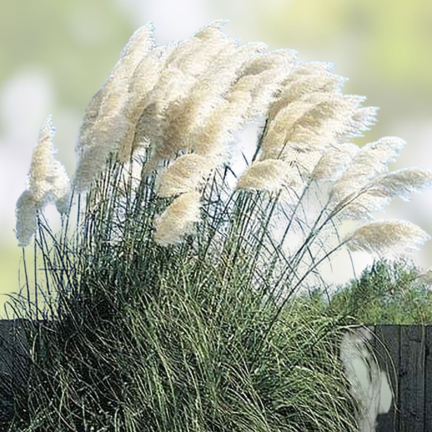 Giant White Pampas Grass Seeds 1,000 Count Cortaderia selloana Ornamental Grass Made in USA from Iowa